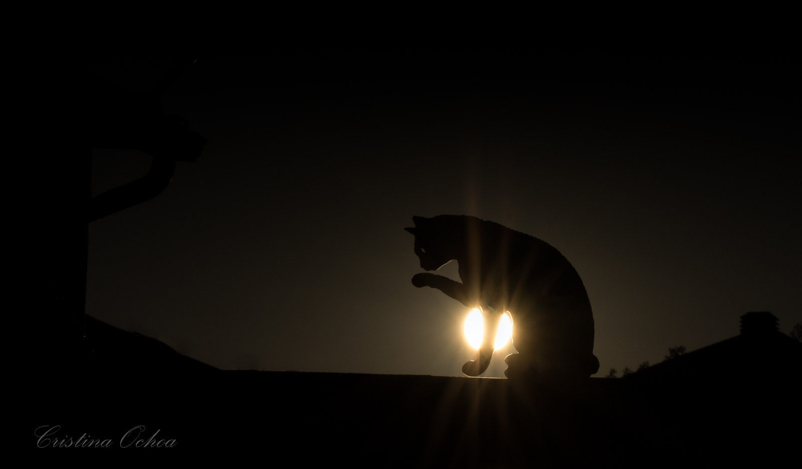 Sigma 105mm F2.8 EX DG OS HSM sample photo. Gato. photography