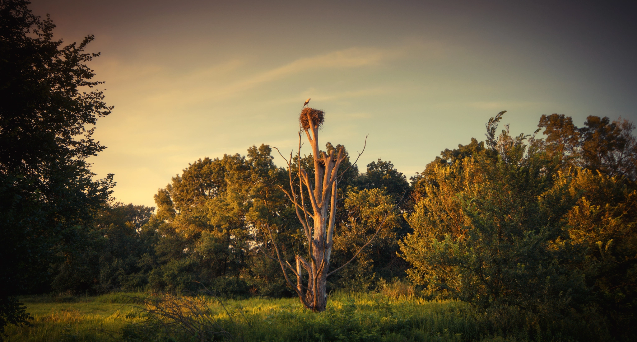 Sigma AF 10-20mm F4-5.6 EX DC sample photo. Stork tree photography