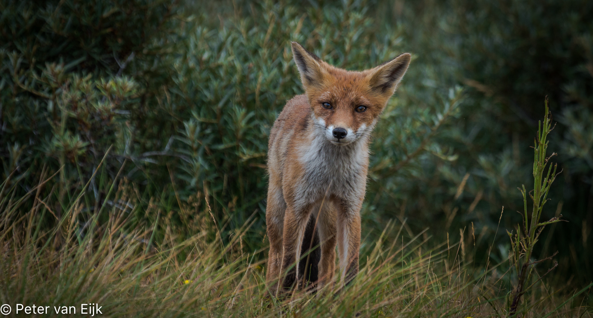 Canon EOS 70D + Canon EF 100-400mm F4.5-5.6L IS USM sample photo. The fox photography