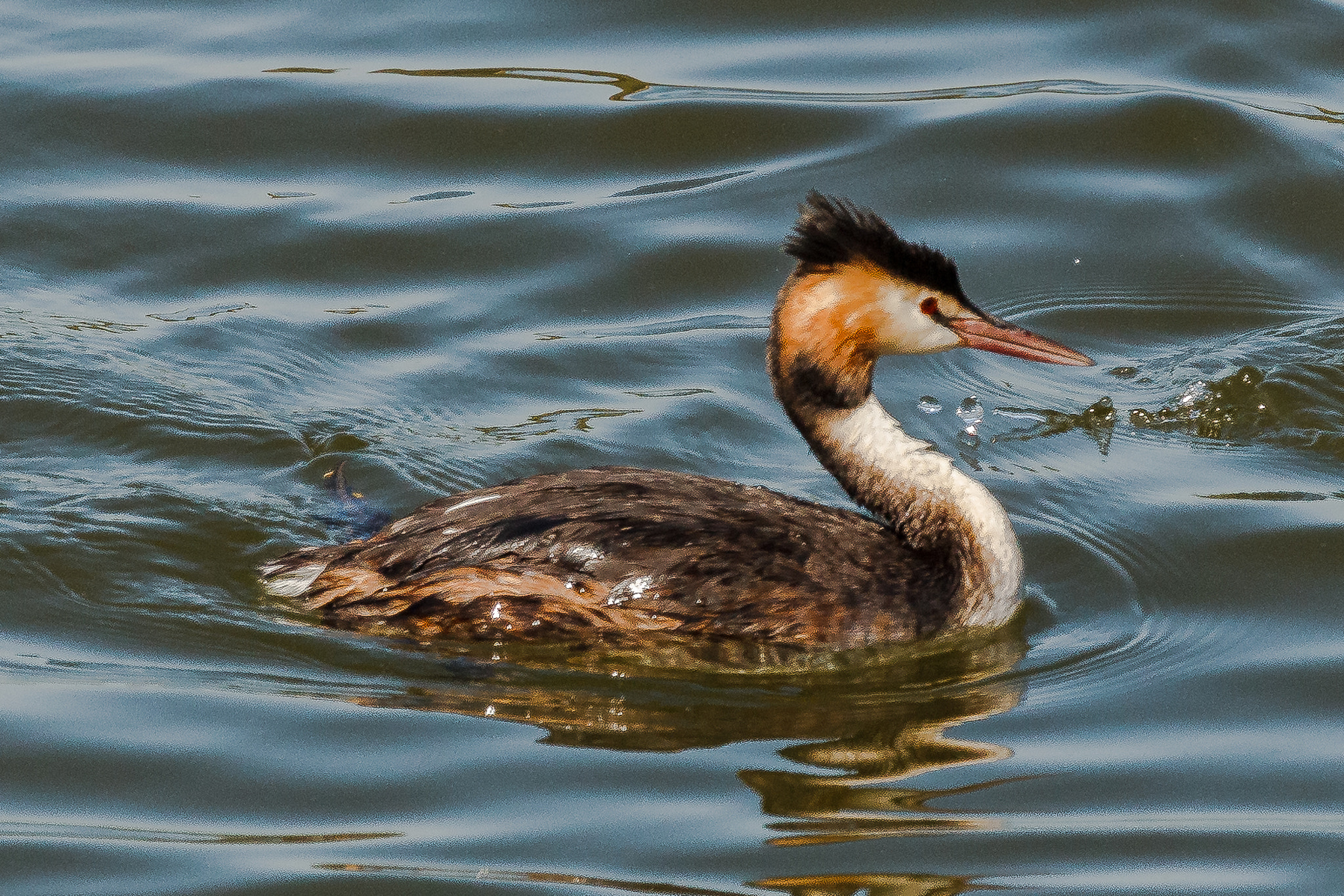 Canon EOS 60D + Canon EF 100-400mm F4.5-5.6L IS USM sample photo. Great crested grebe photography