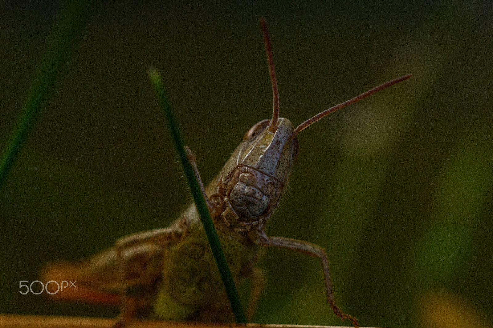 Sigma APO Macro 150mm f/2.8 EX DG HSM sample photo. Hopper photography