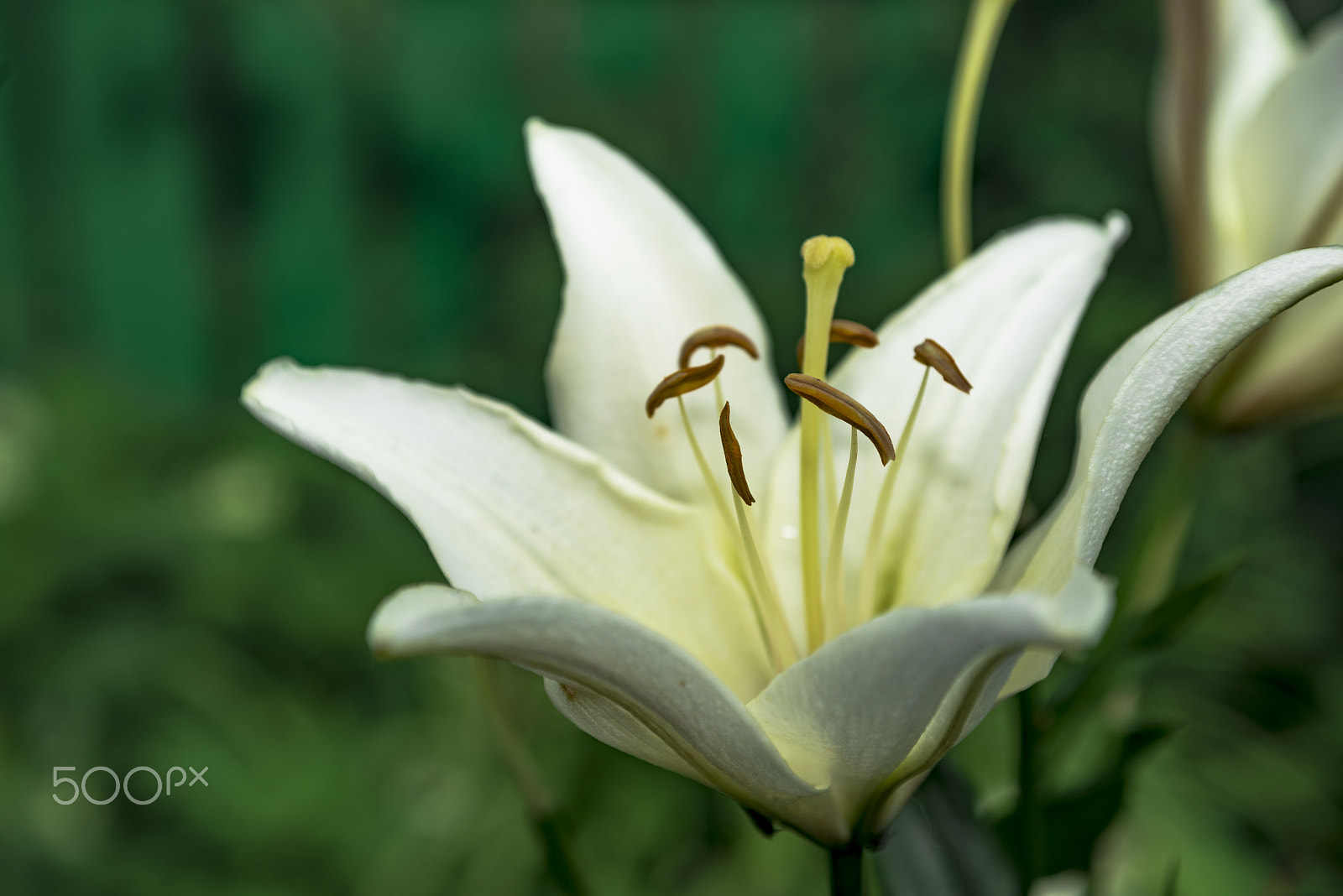Nikon D800 + Sigma 24-70mm F2.8 EX DG Macro sample photo. White garden lily photography