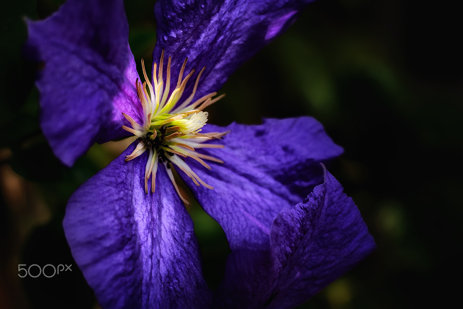 Fujifilm X-T1 + Fujifilm XF 56mm F1.2 R APD sample photo. Clematis photography