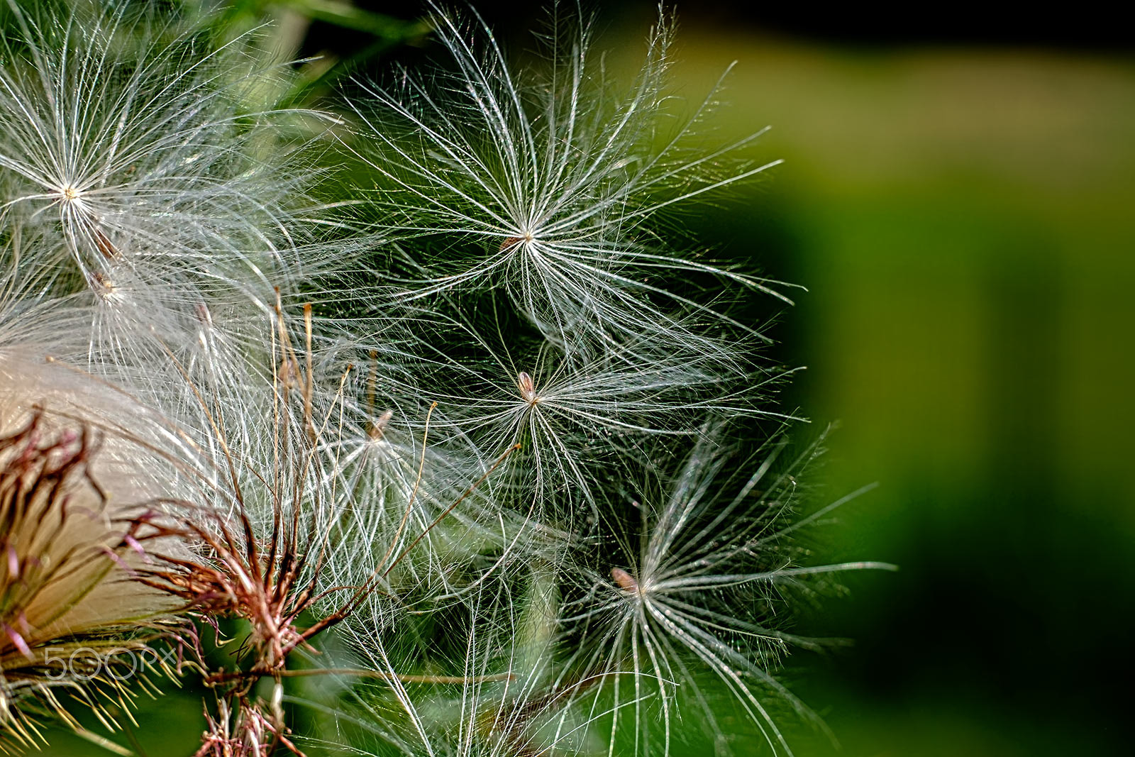 Fujifilm X-T1 + Fujifilm XF 56mm F1.2 R APD sample photo. Thistle photography