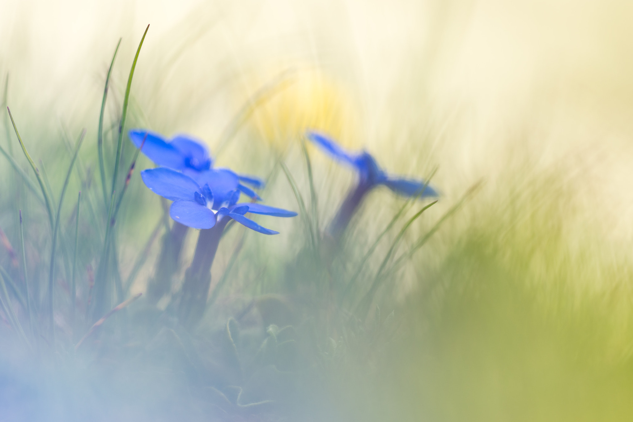 Sigma 150mm F2.8 EX DG Macro HSM sample photo. Gentiana verna photography