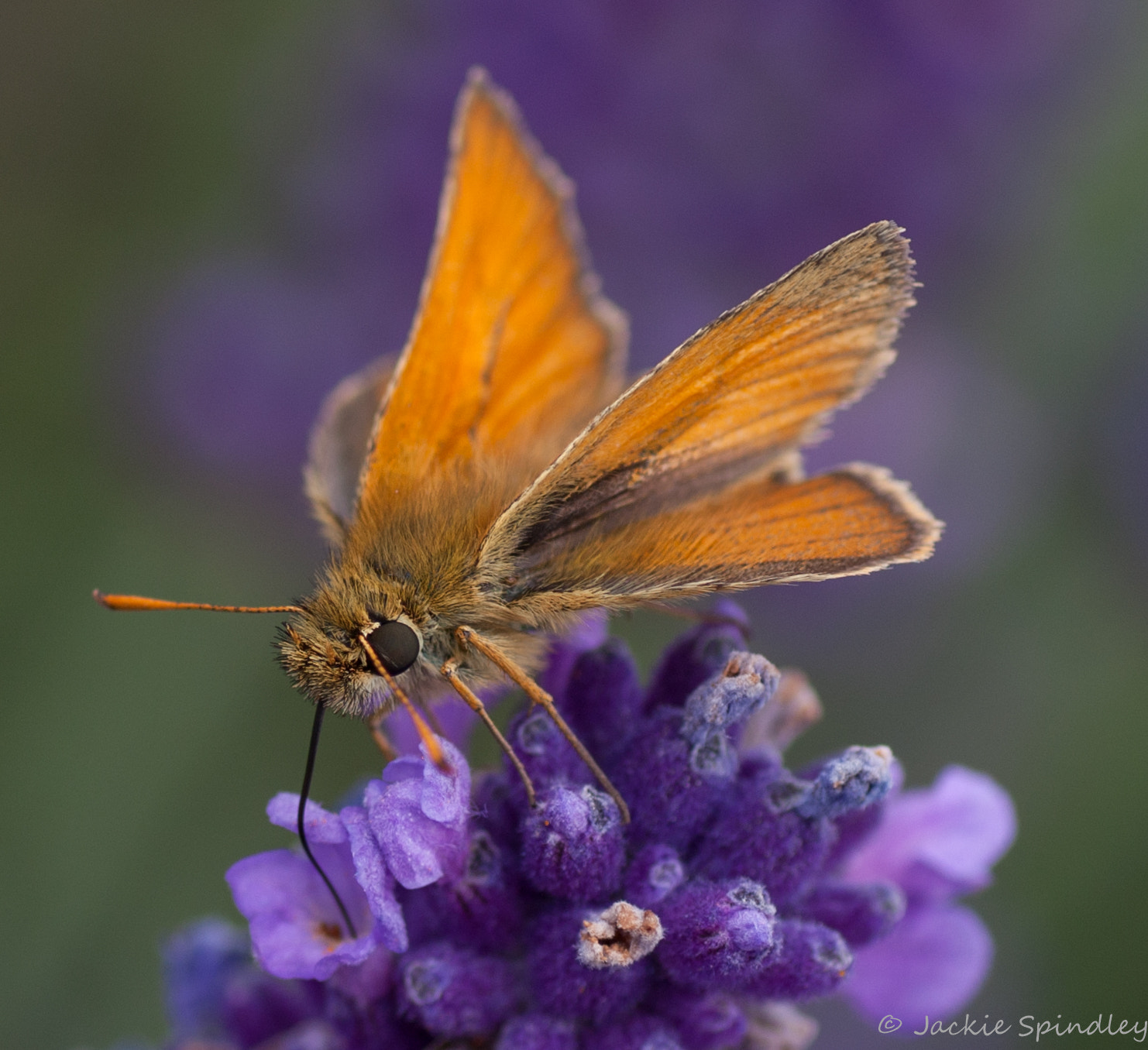 Canon EOS 40D + Tamron SP AF 90mm F2.8 Di Macro sample photo. Essex skipper photography