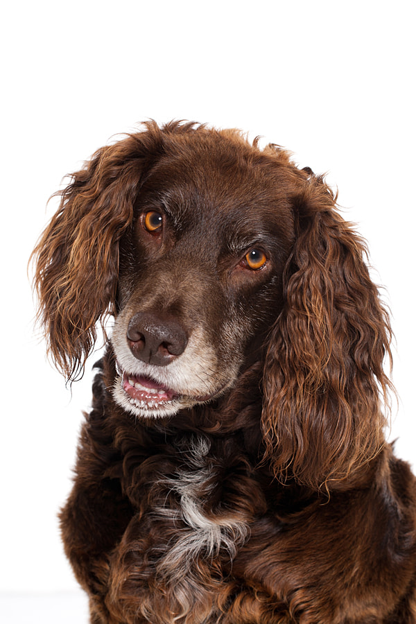 Canon EOS-1D Mark III sample photo. German wachtelhund photography