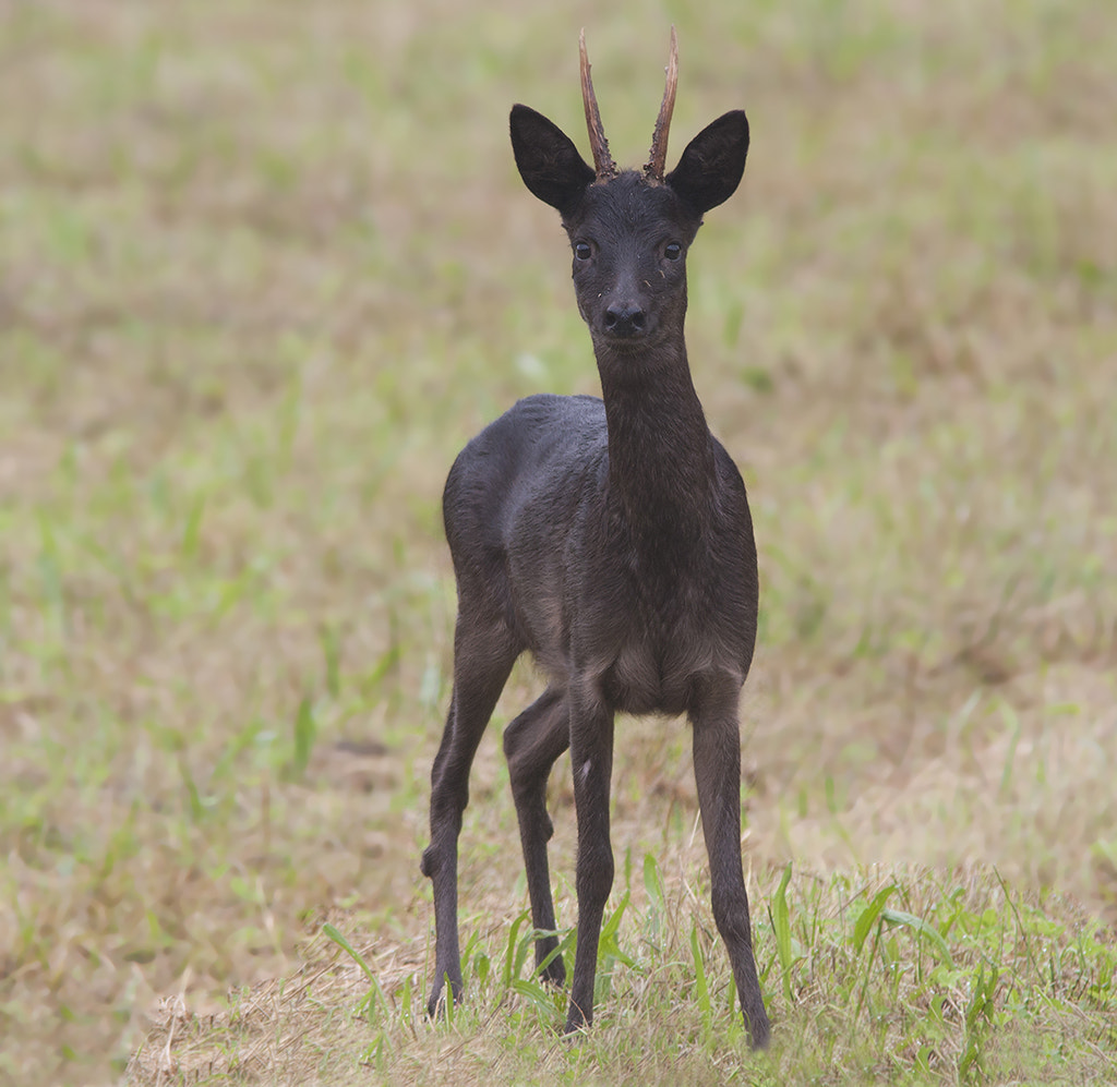 Canon EOS 40D + Canon EF 300mm F4L IS USM sample photo. Reebok / deer photography