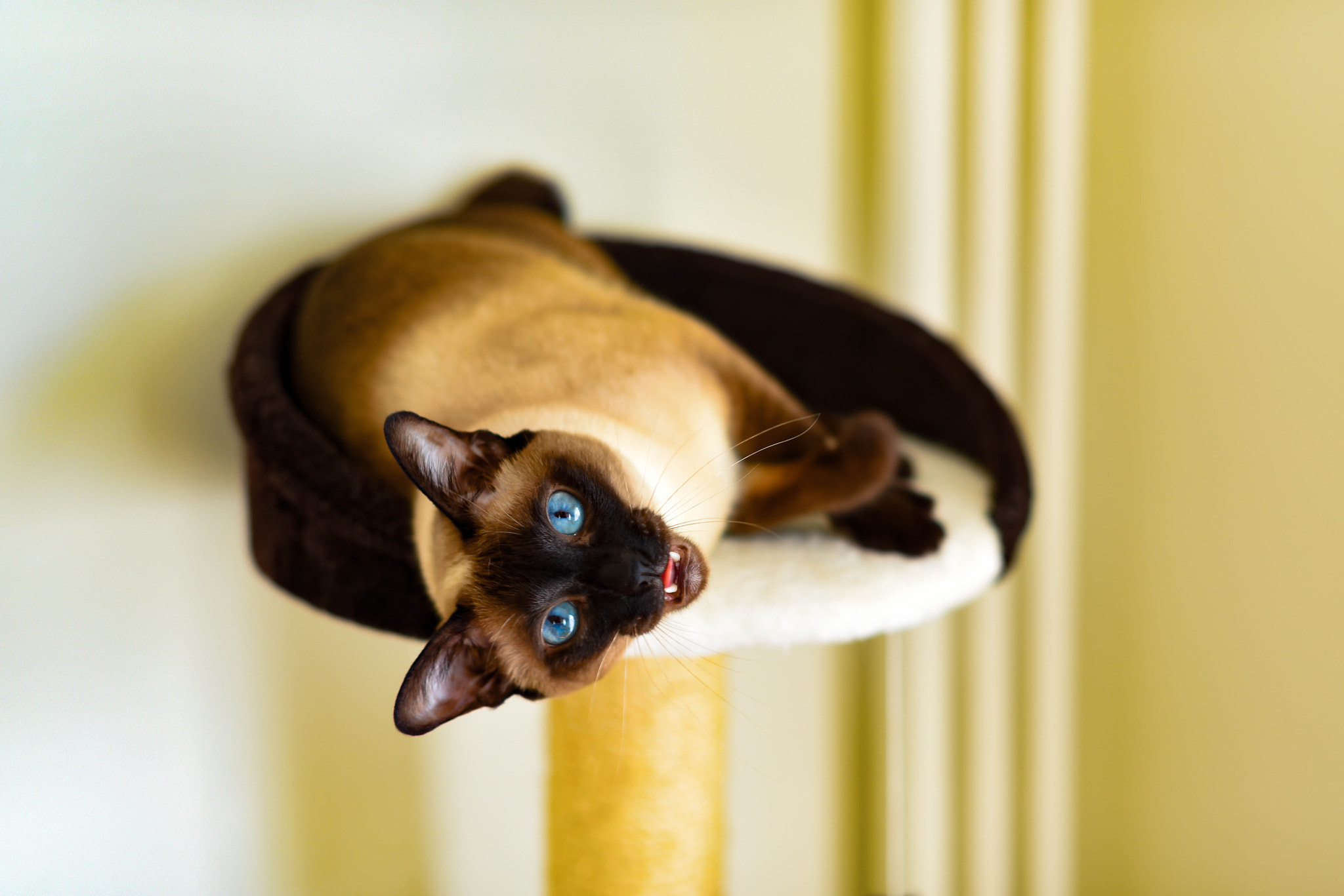 Sigma 50mm F1.4 EX DG HSM sample photo. Blue eye siamese photography