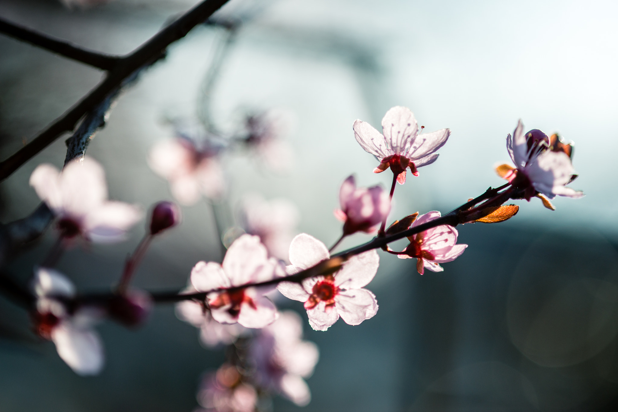 Nikon D800 + AF Micro-Nikkor 105mm f/2.8 sample photo. Cherry blossom photography