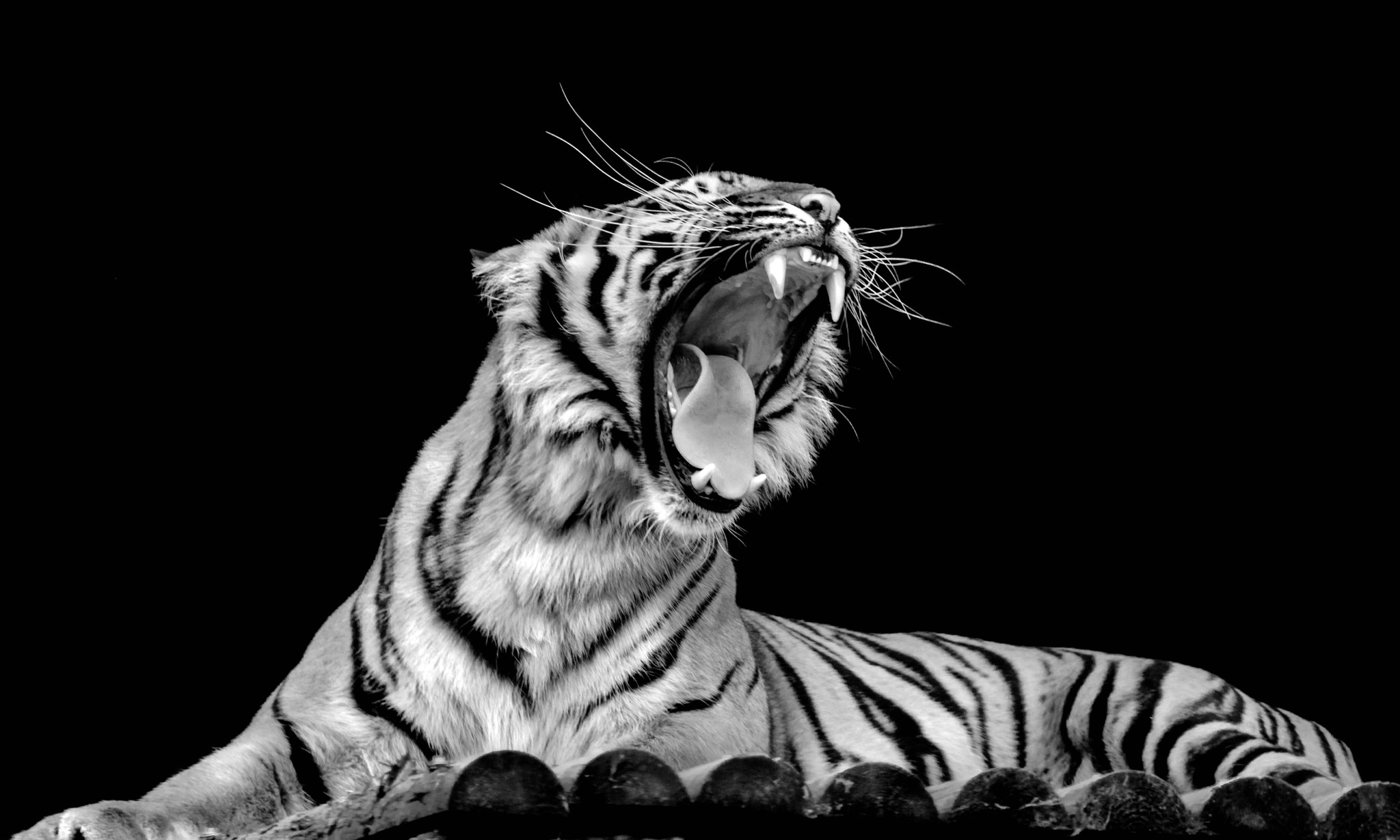 Sigma 50-500mm F4-6.3 EX APO RF HSM sample photo. Sumatran tiger photography