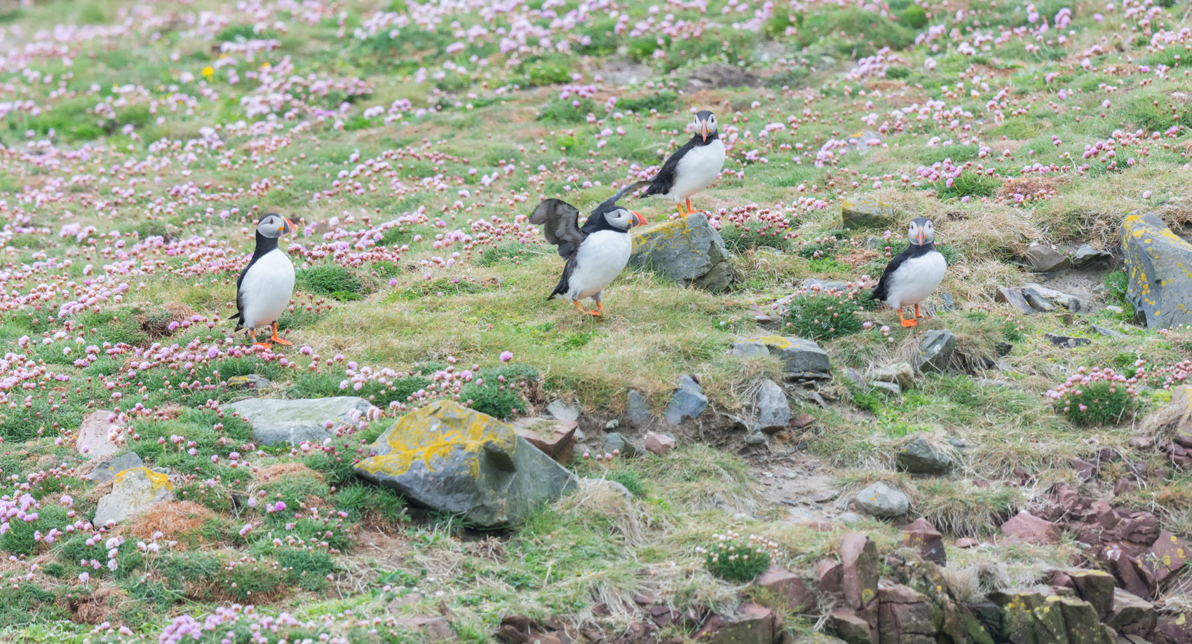 Nikon D7100 + Nikon AF-S Nikkor 500mm F4G ED VR sample photo. Papegaaiduiker - puffin photography