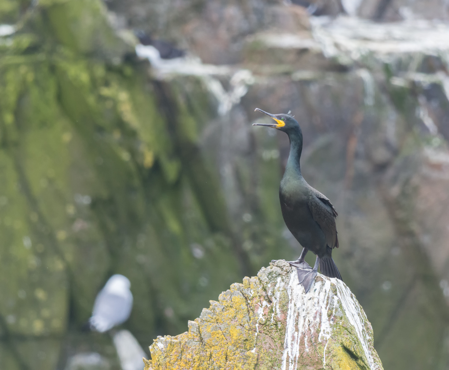 Nikon D7100 + Nikon AF-S Nikkor 500mm F4G ED VR sample photo. Kuifaalscholver - crested cormorant photography