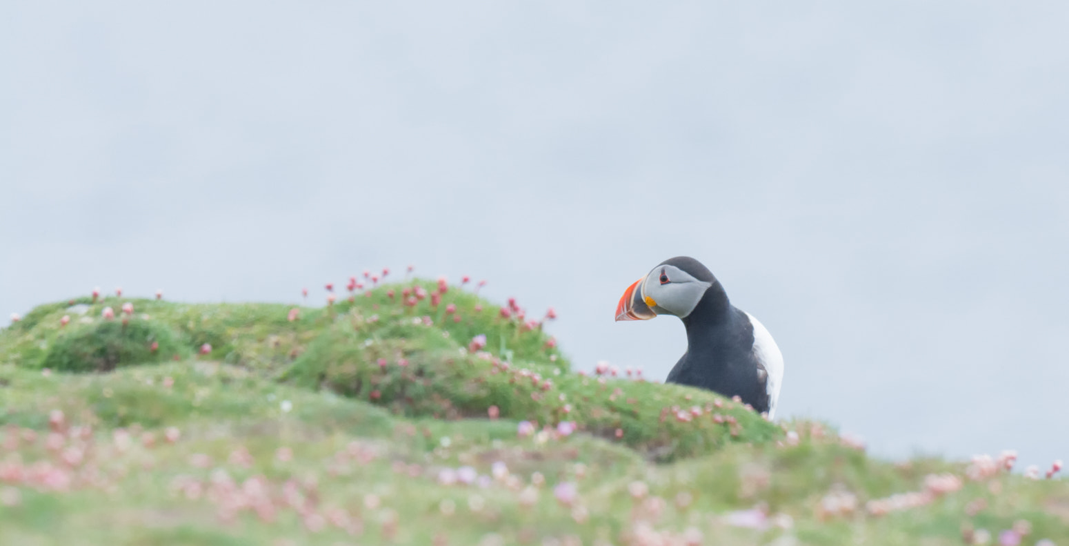 Nikon D7100 + Nikon AF-S Nikkor 500mm F4G ED VR sample photo. Papegaaiduiker - puffin photography