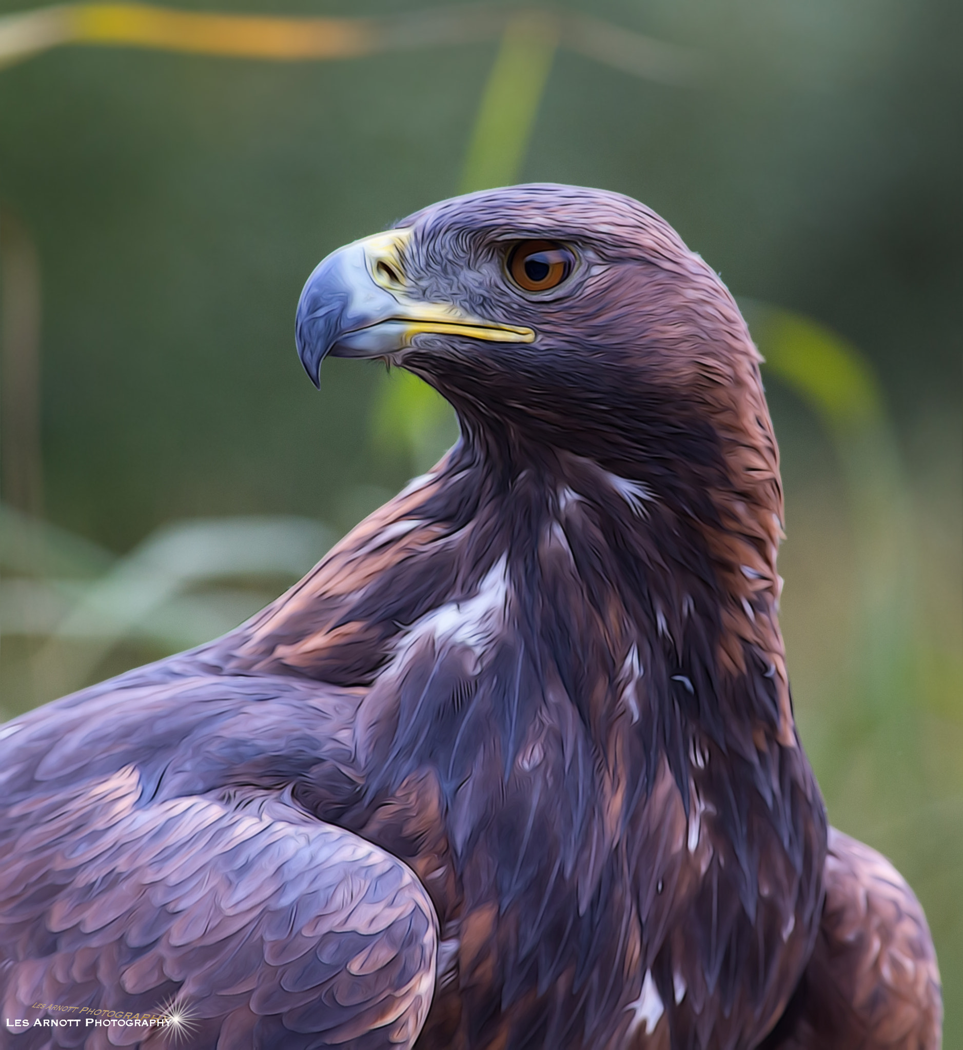 Canon EOS-1D X + Canon EF 400mm F5.6L USM sample photo. Golden eagle photography