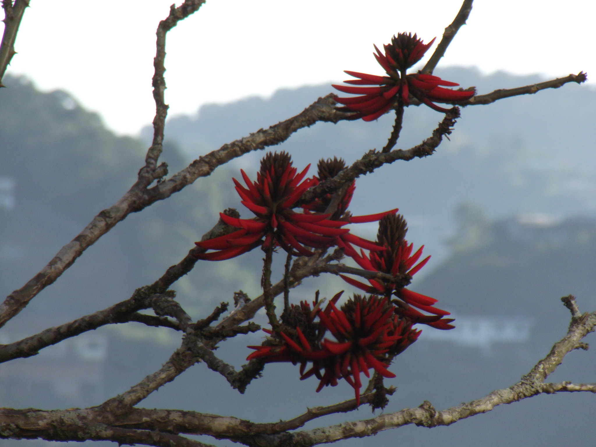 Fujifilm FinePix S2850HD sample photo. Red flowers in first view photography