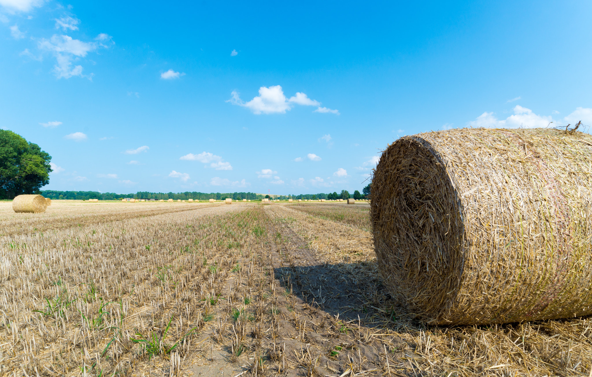 Nikon D610 + Sigma 17-35mm F2.8-4 EX Aspherical sample photo. Field photography