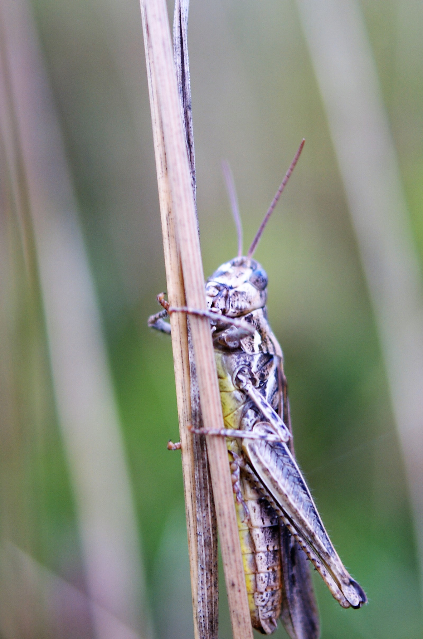 Sony Alpha DSLR-A350 + Sony DT 30mm F2.8 Macro SAM sample photo. Sony dsc photography