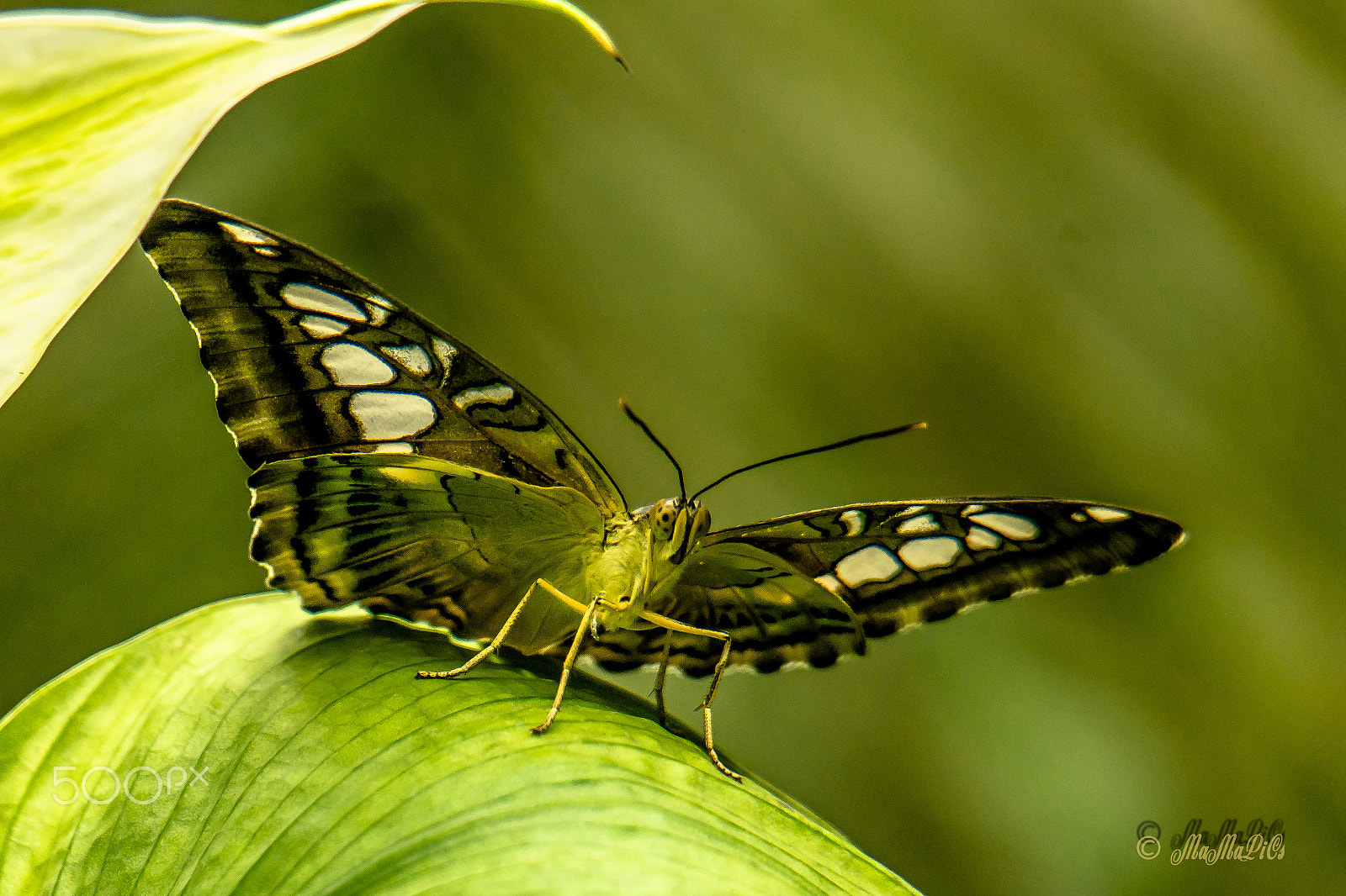 Samsung NX 50-200mm F4-5.6 ED OIS sample photo. Ich beobachte dich..... photography