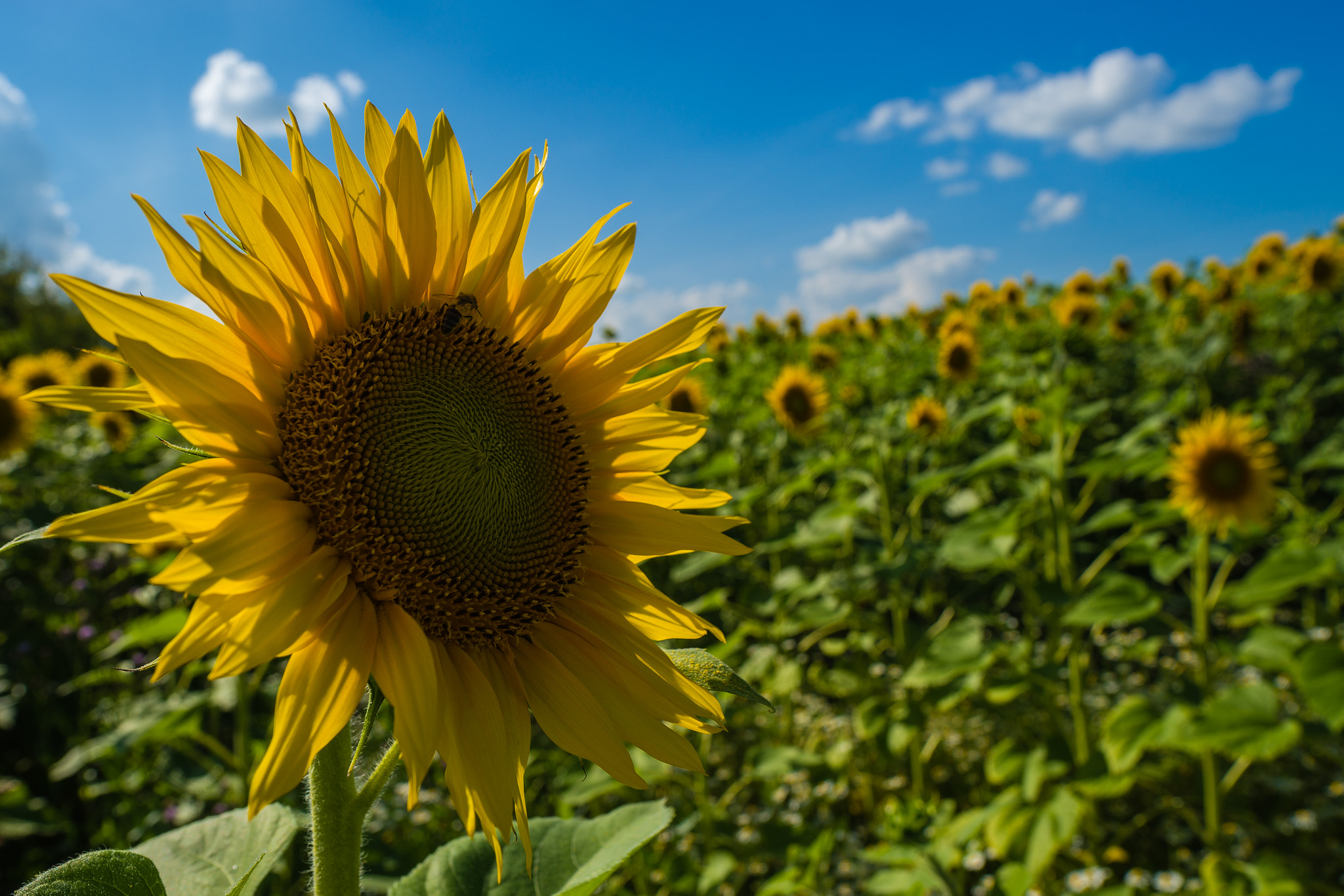 Sony Alpha a99 sample photo. Sunflowers. photography
