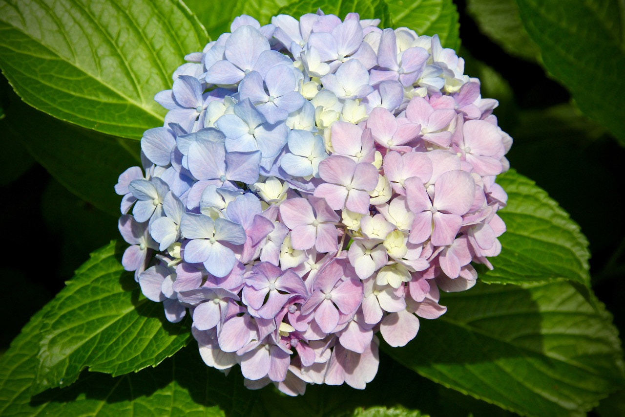 Sigma 18-200mm f/3.5-6.3 DC OS sample photo. Hydrangea closeup photography