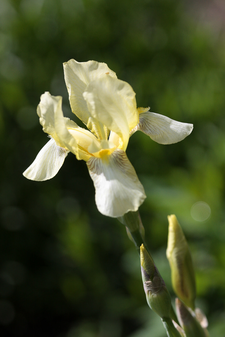 Canon EOS 40D + Canon EF 70-200mm F4L IS USM sample photo. Iris photography