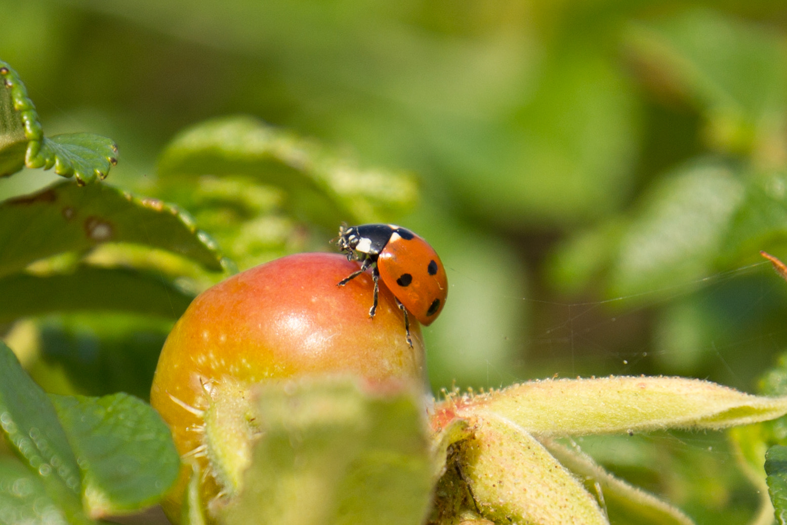 Canon EOS 550D (EOS Rebel T2i / EOS Kiss X4) + Canon EF 16-35mm F4L IS USM sample photo. Ladybug in aegna photography