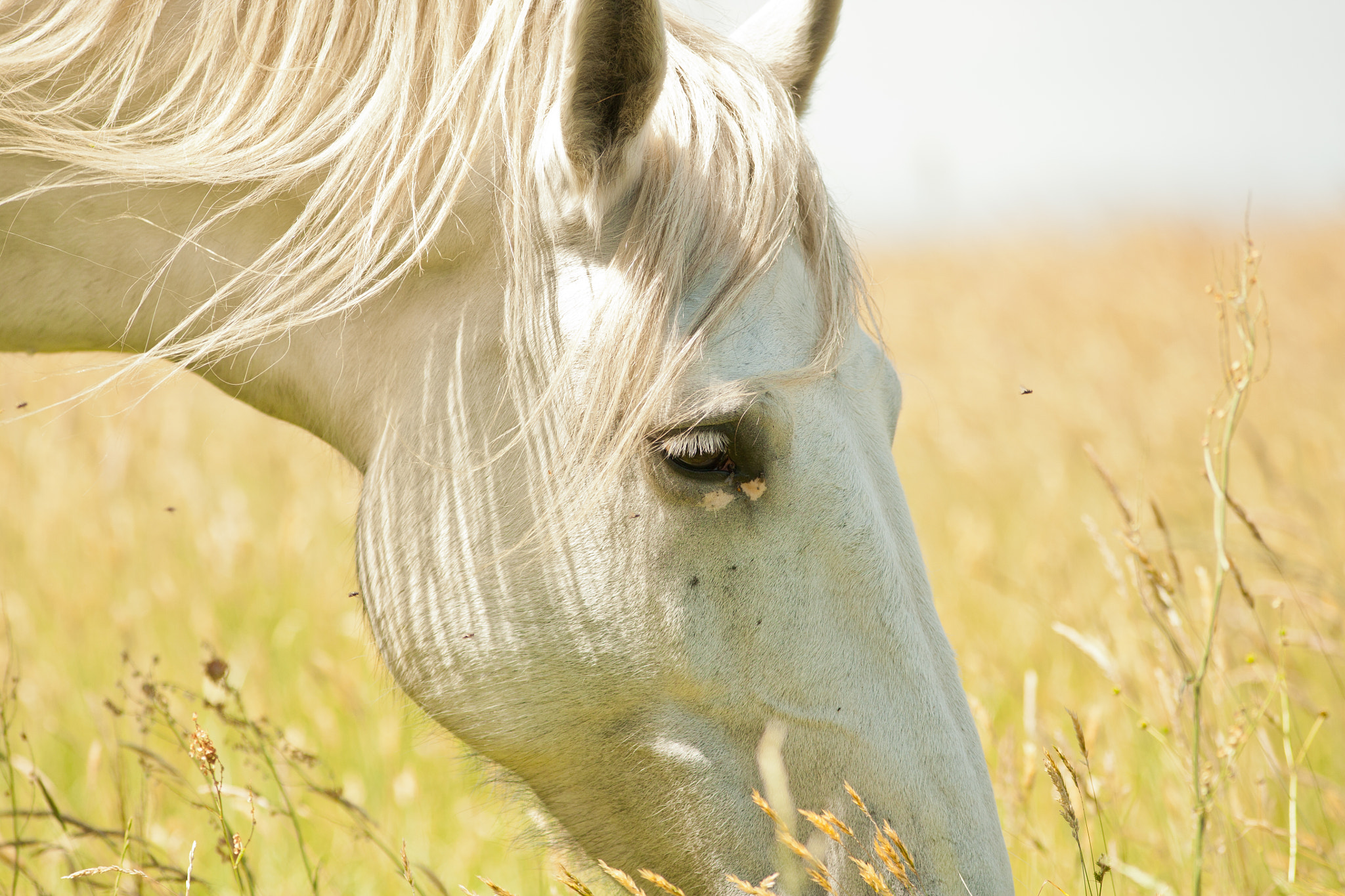 Canon EOS 5D + Canon EF 300mm F4L IS USM sample photo. Blondie photography