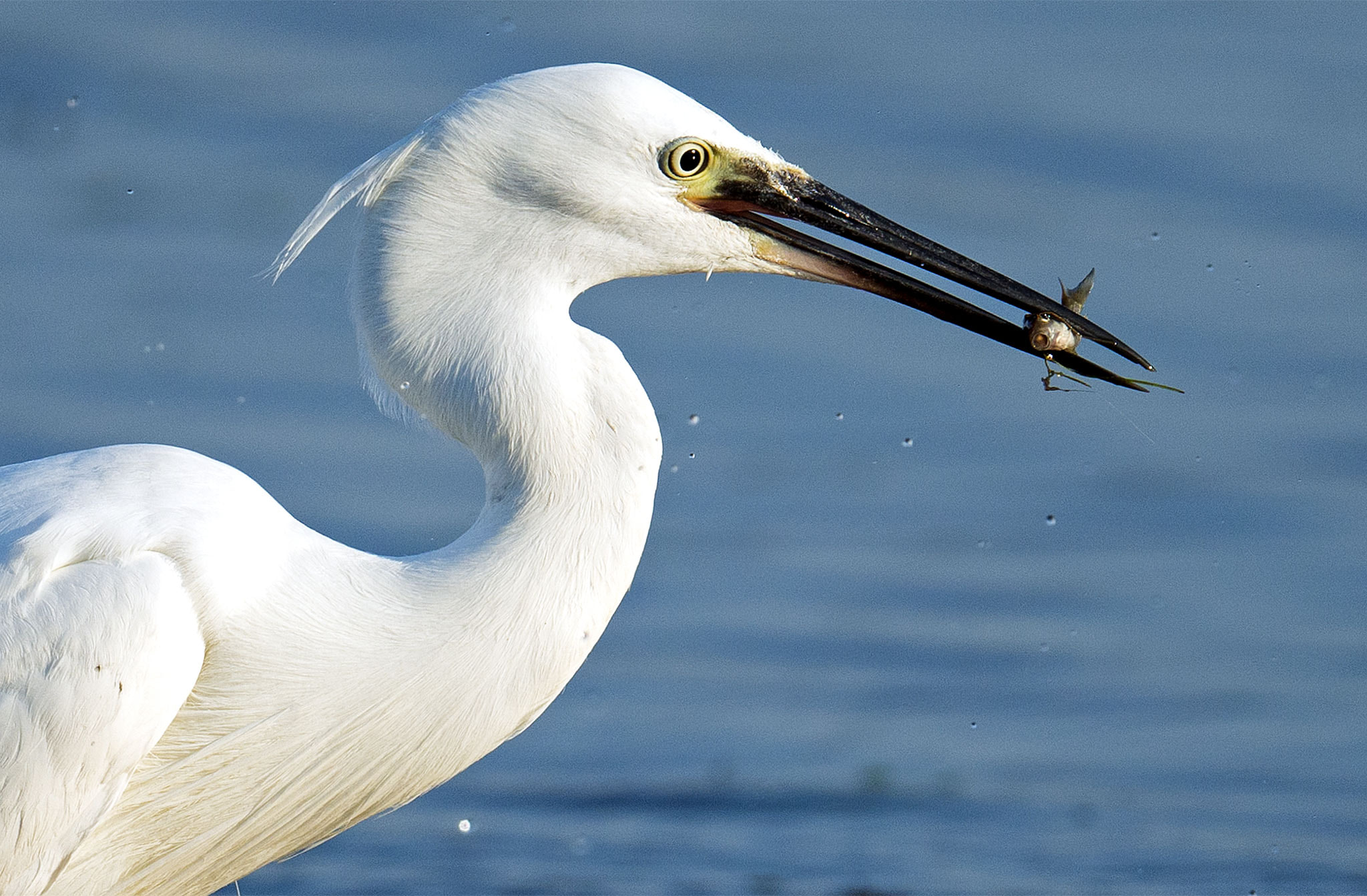 Nikon AF-S Nikkor 500mm F4E FL ED VR sample photo. Aigrette garzette photography