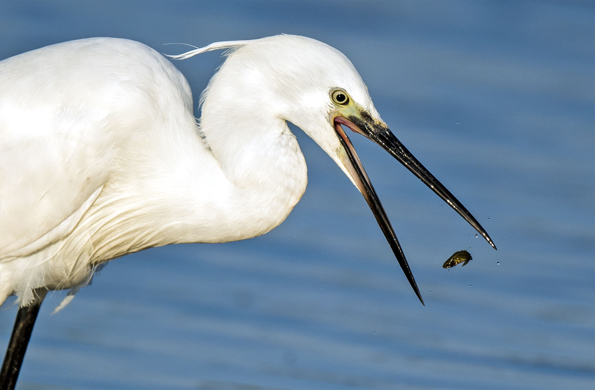 Nikon AF-S Nikkor 500mm F4E FL ED VR sample photo. Aigrette garzette photography