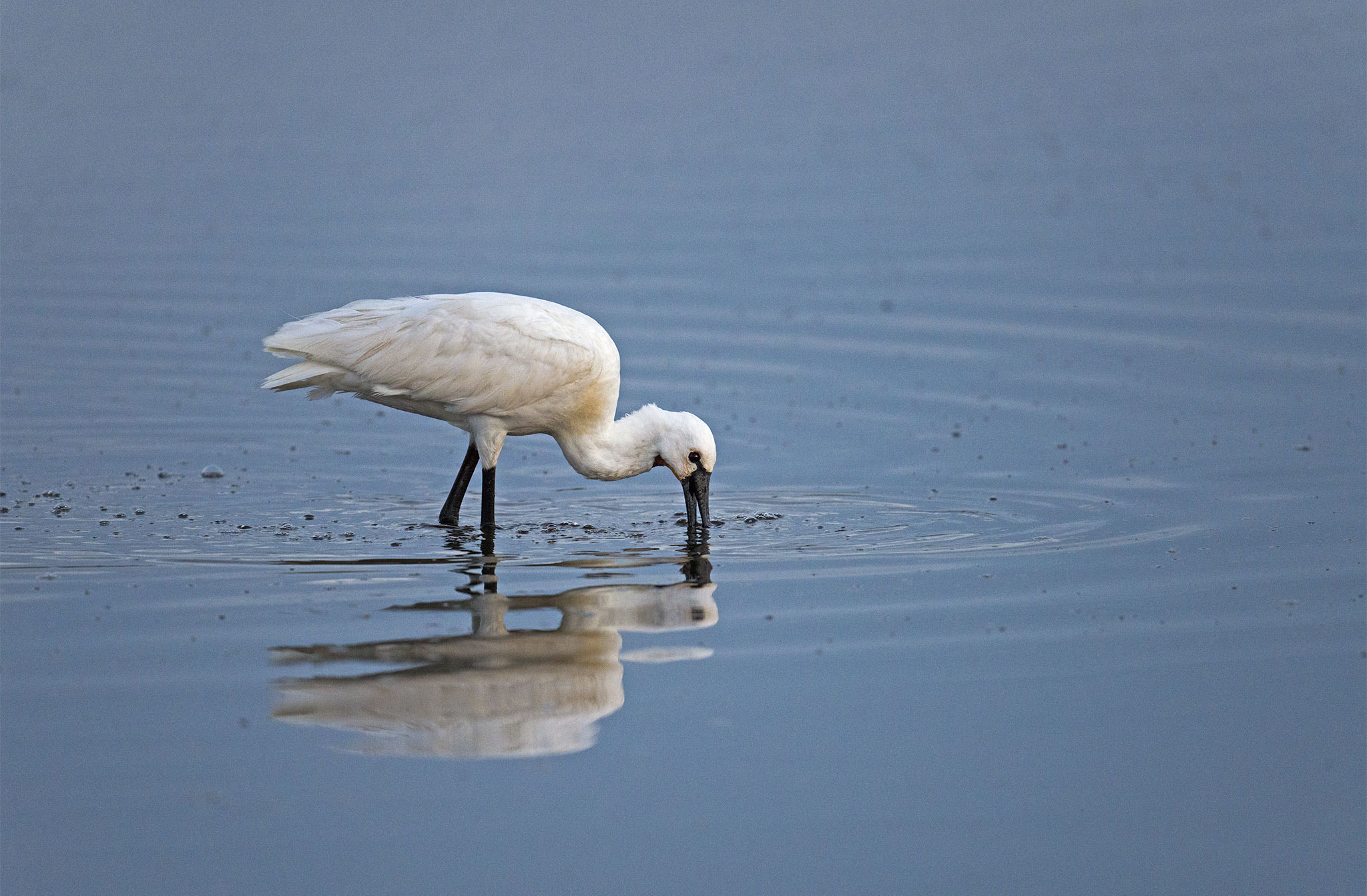 Nikon D800 + Nikon AF-S Nikkor 500mm F4E FL ED VR sample photo. Spatule blanche photography