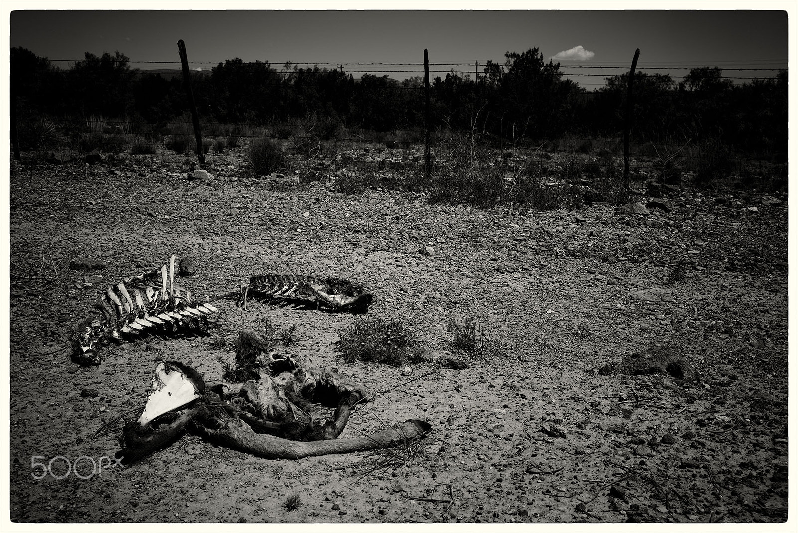 Summicron-M 1:2/35 ASPH. sample photo. Where the deer and the antelope play photography