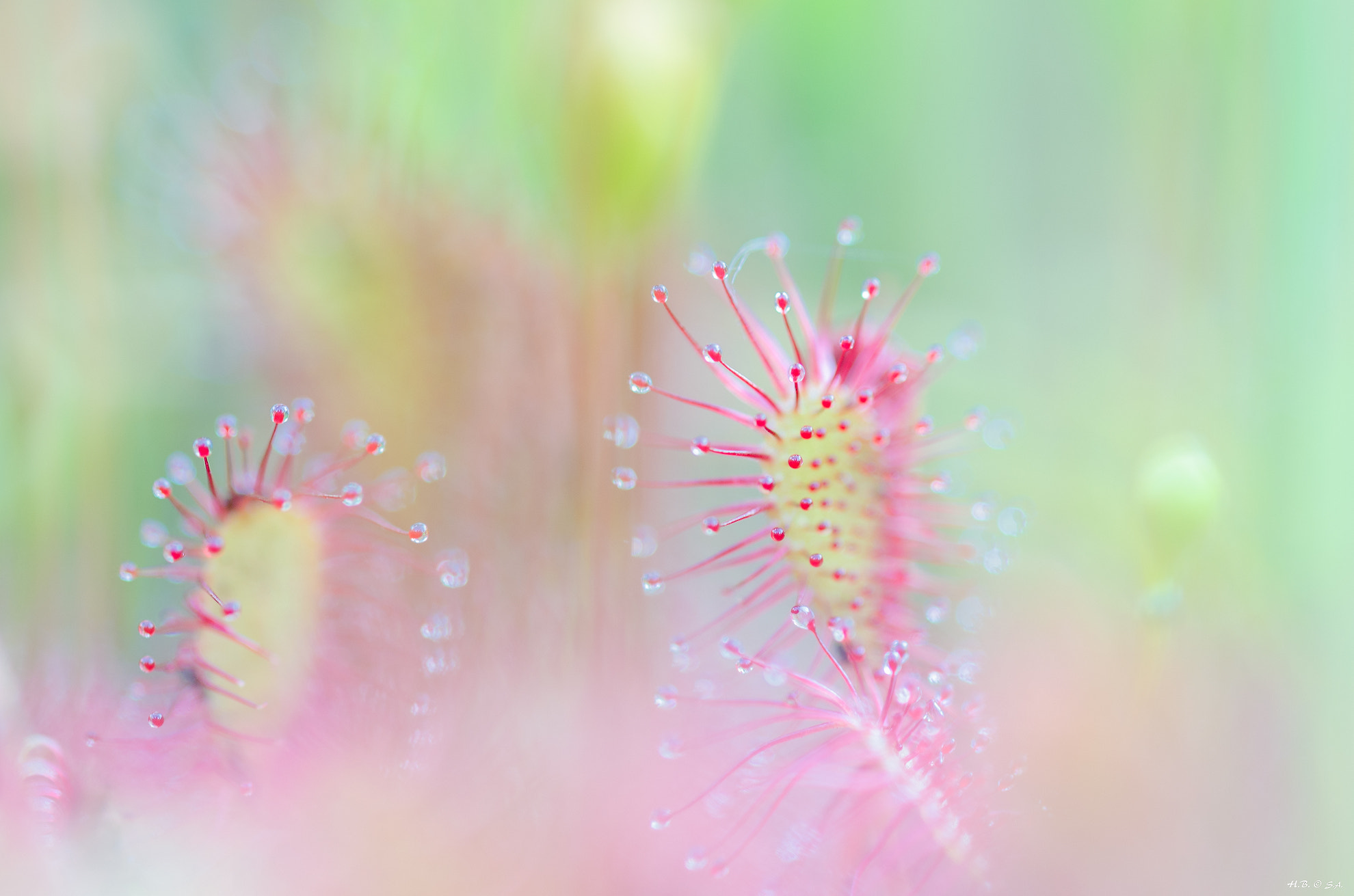 Sigma 150mm F2.8 EX DG OS Macro HSM sample photo. Klebetentakel photography