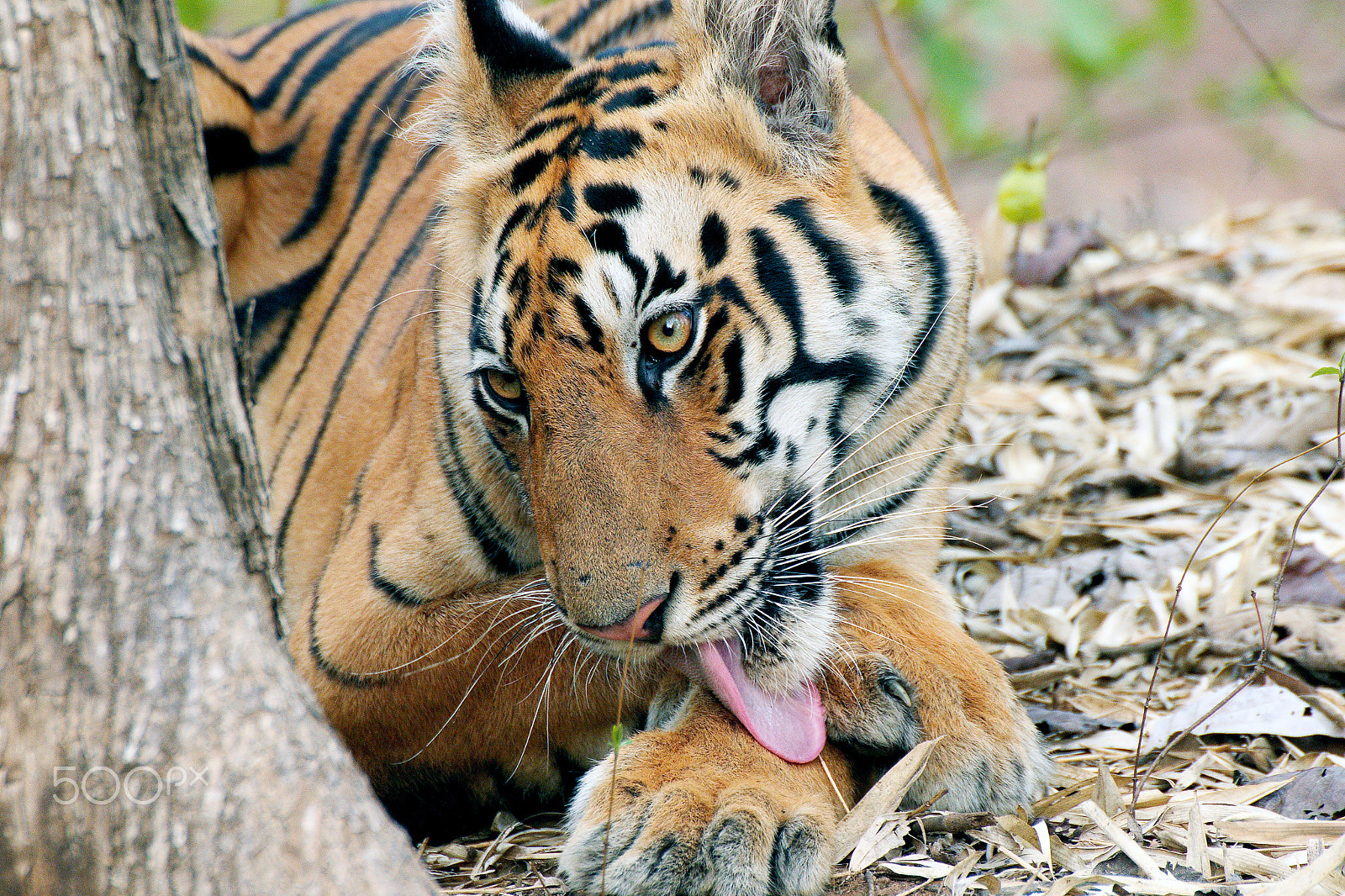 Tamron SP 35mm F1.8 Di VC USD sample photo. Self grooming of a tiger photography