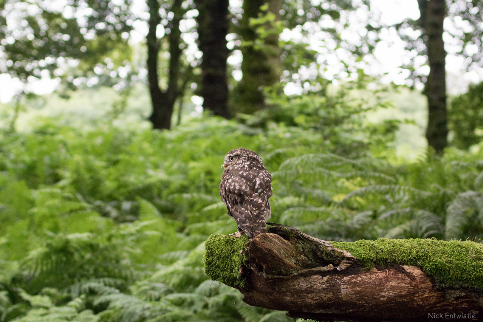 35mm f/1.8G sample photo. Little owl photography
