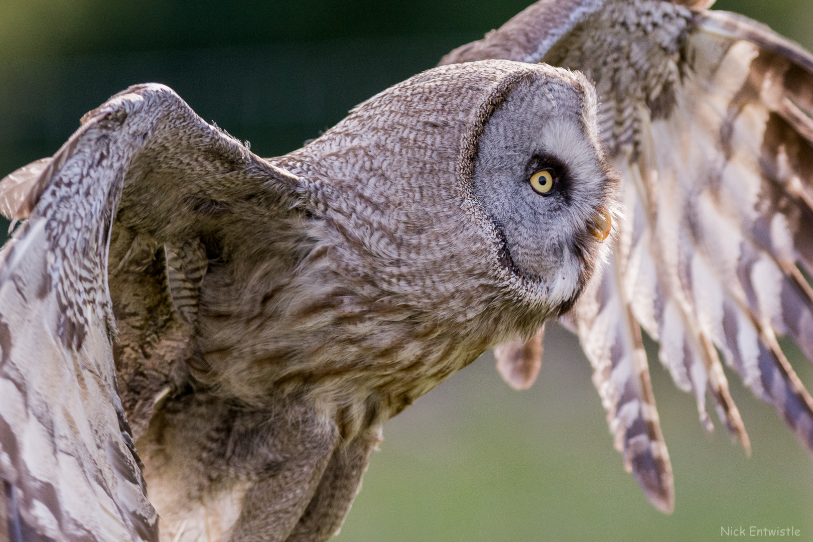 Nikon AF-S Nikkor 300mm F2.8G ED VR II sample photo. Grey owl photography