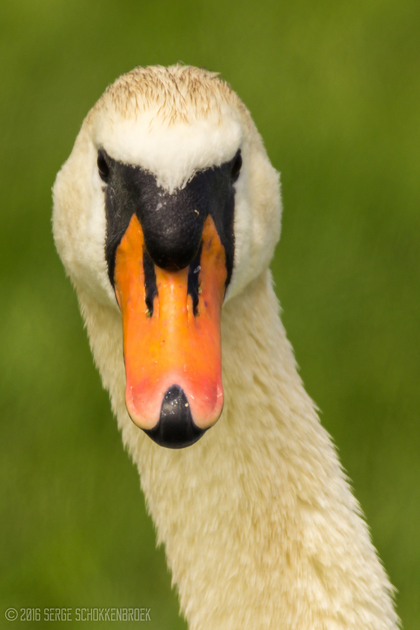 150-600mm F5-6.3 DG OS HSM | Contemporary 015 sample photo. Portrait of a mute swan photography