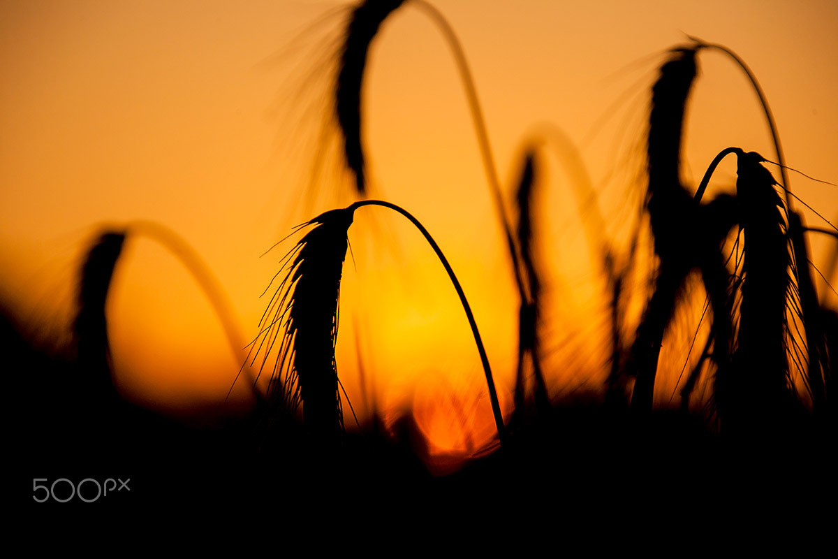 Canon EOS 5D + Canon EF 28-300mm F3.5-5.6L IS USM sample photo. I love the wheat n.2 photography