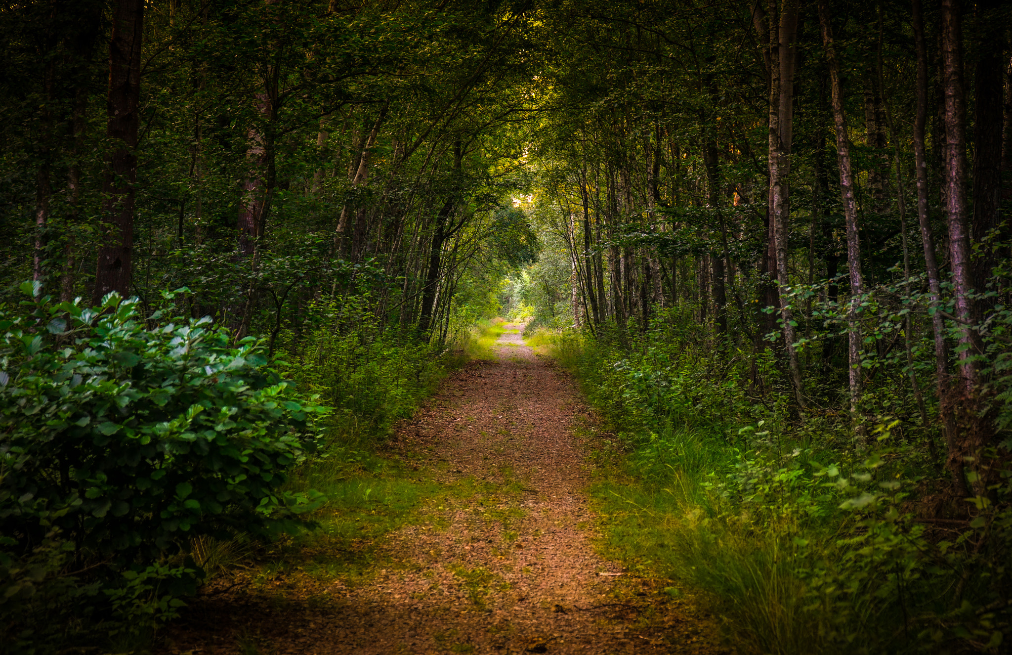 Saumsun NX 16-50mm F2-2.8 S ED OIS sample photo. Laxvik forrest road photography