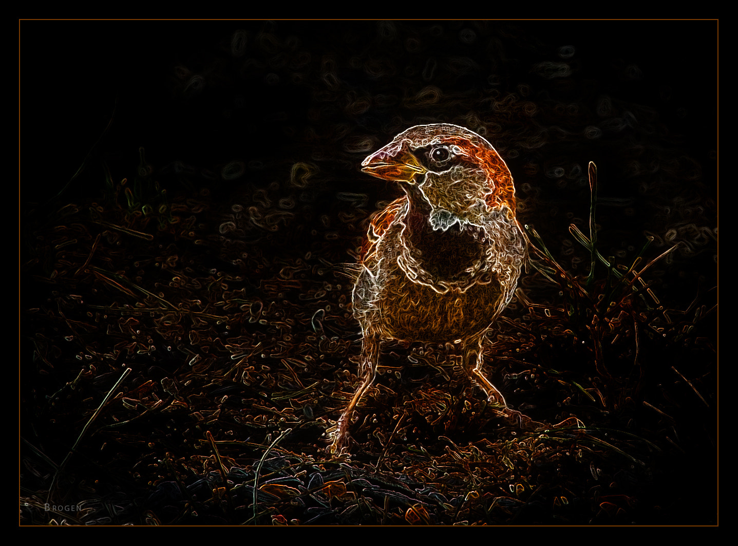 Canon EF 70-200mm F2.8L IS II USM sample photo. Neon sparrow photography