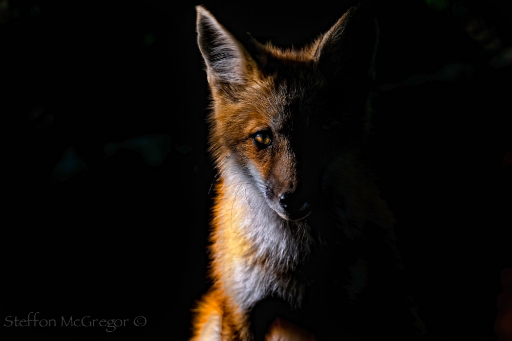Nikon AF-S Nikkor 200-400mm F4G ED-IF VR sample photo. Shadow photography