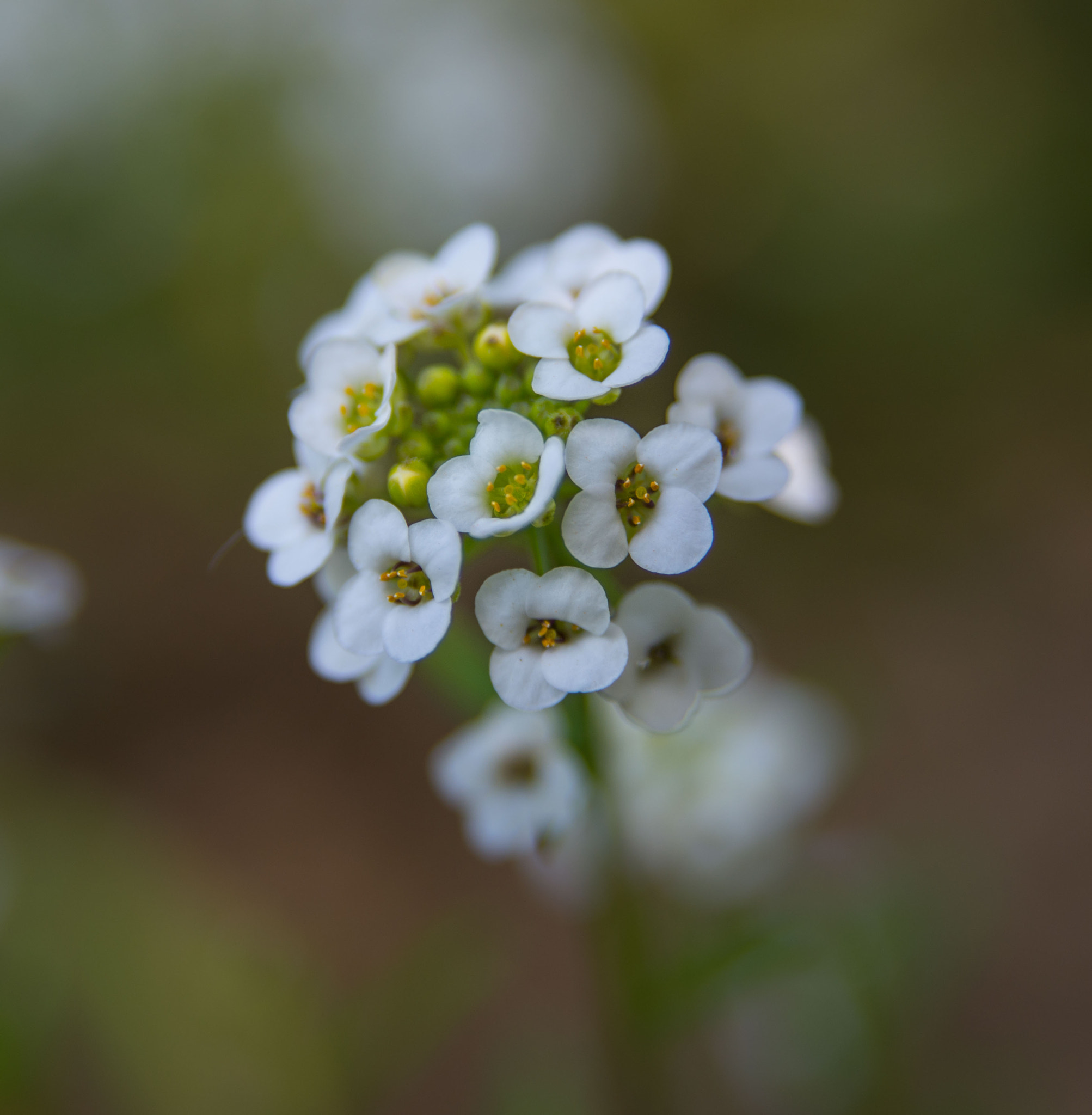 AF Zoom-Nikkor 28-105mm f/3.5-4.5D IF sample photo. Spring miracle photography