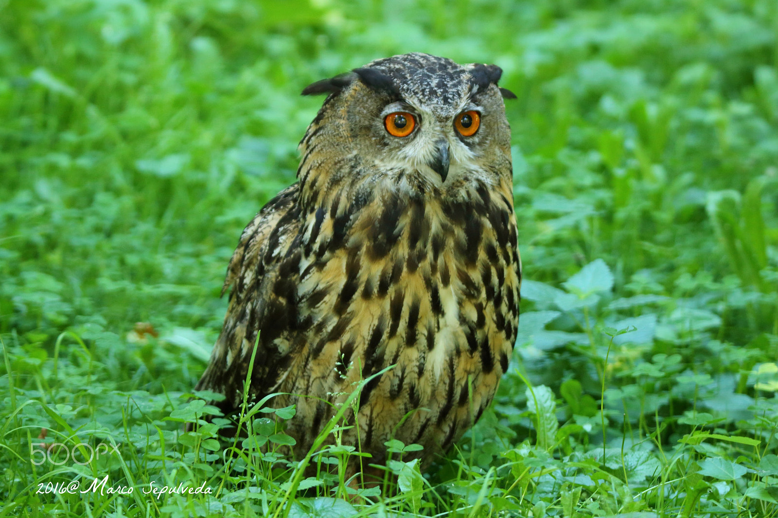 Tamron SP 150-600mm F5-6.3 Di VC USD sample photo. Eurasian eagle-owl/ uhu photography