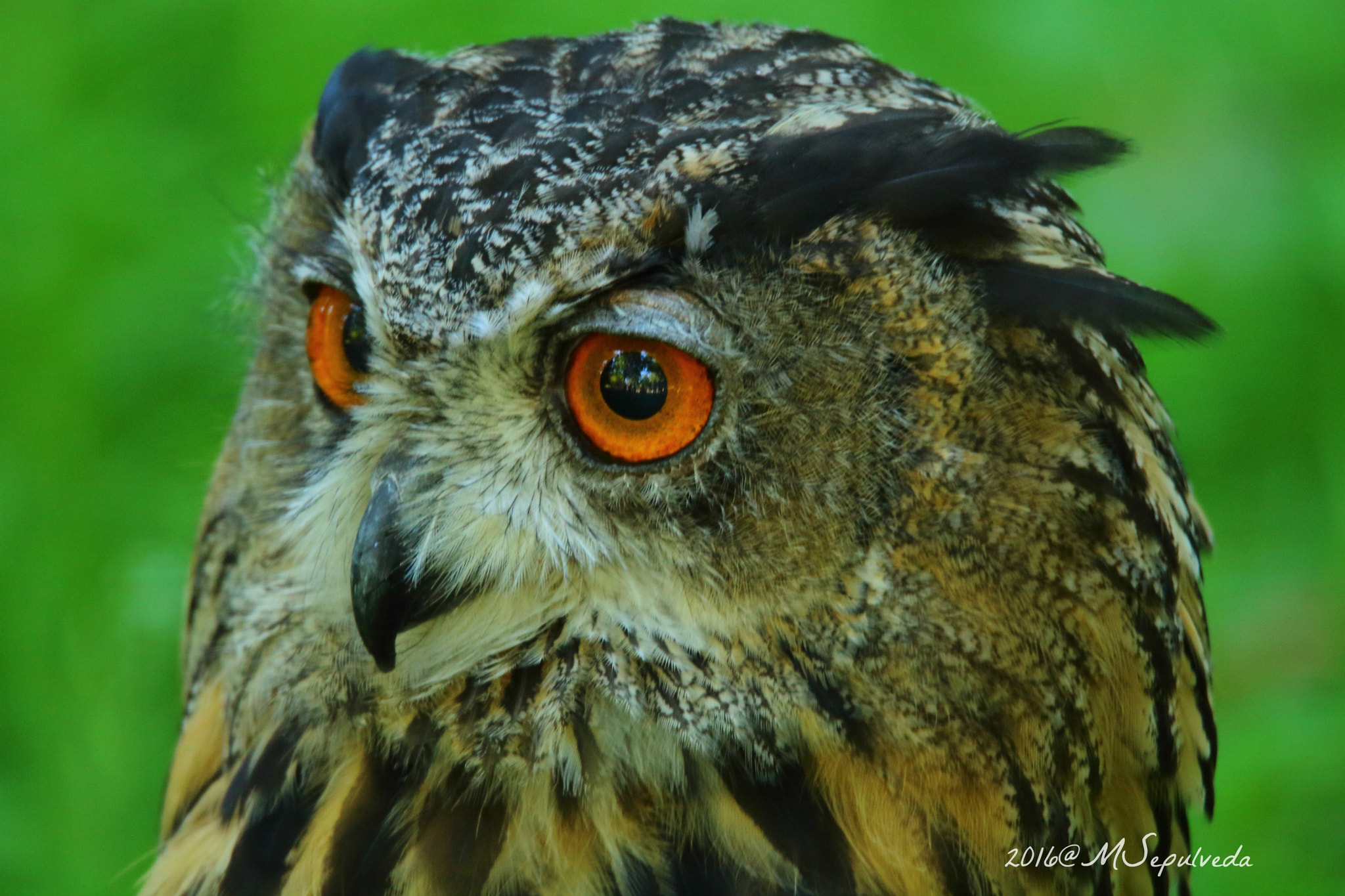Tamron SP 150-600mm F5-6.3 Di VC USD sample photo. Uhu/ eagle-owl in deutschland photography