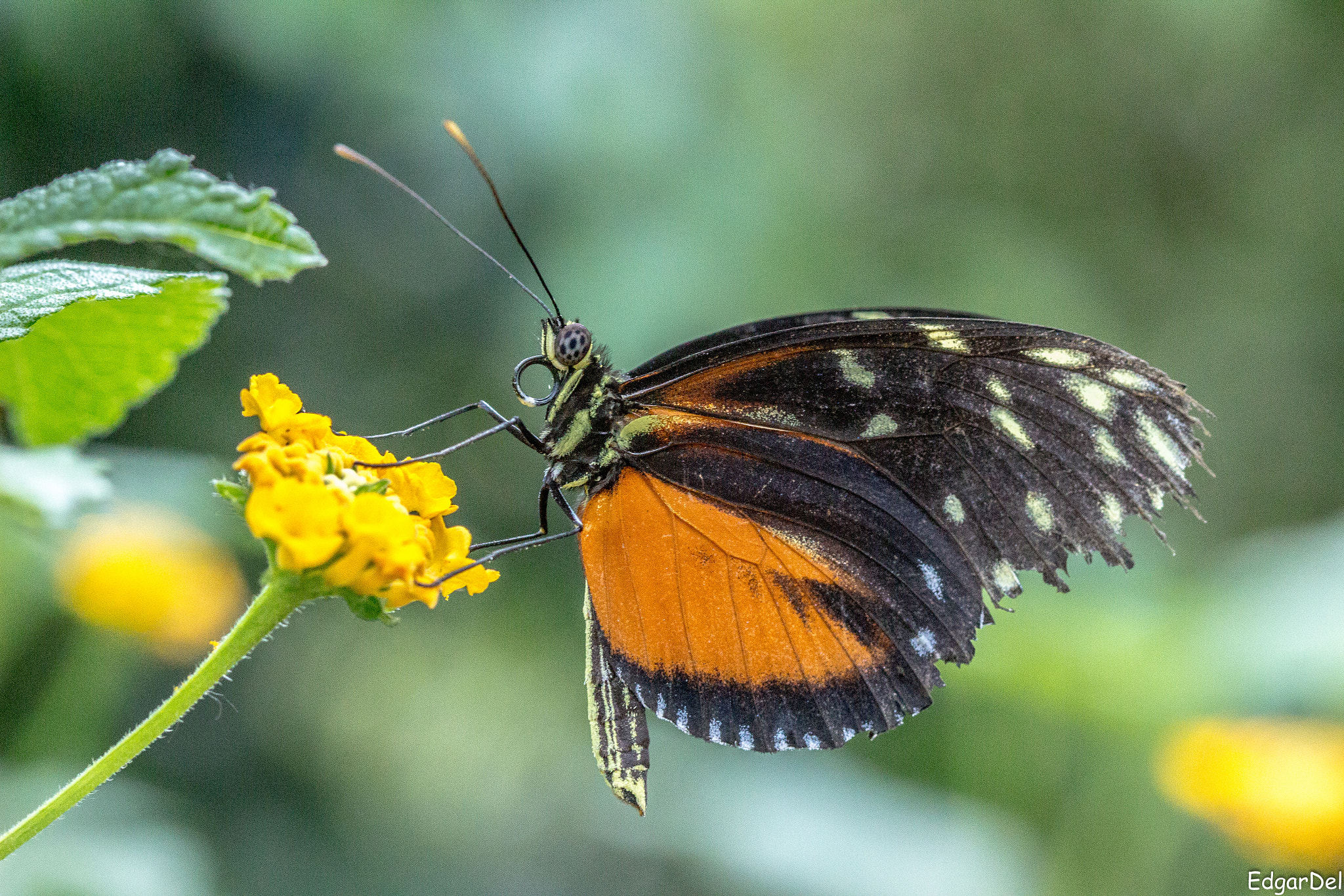 Canon EF 100mm F2.8 Macro USM sample photo. Papillon photography