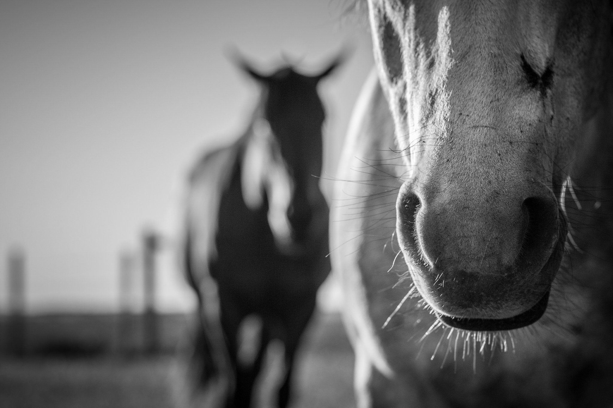 Canon EOS 650D (EOS Rebel T4i / EOS Kiss X6i) sample photo. Ole gray dof photography
