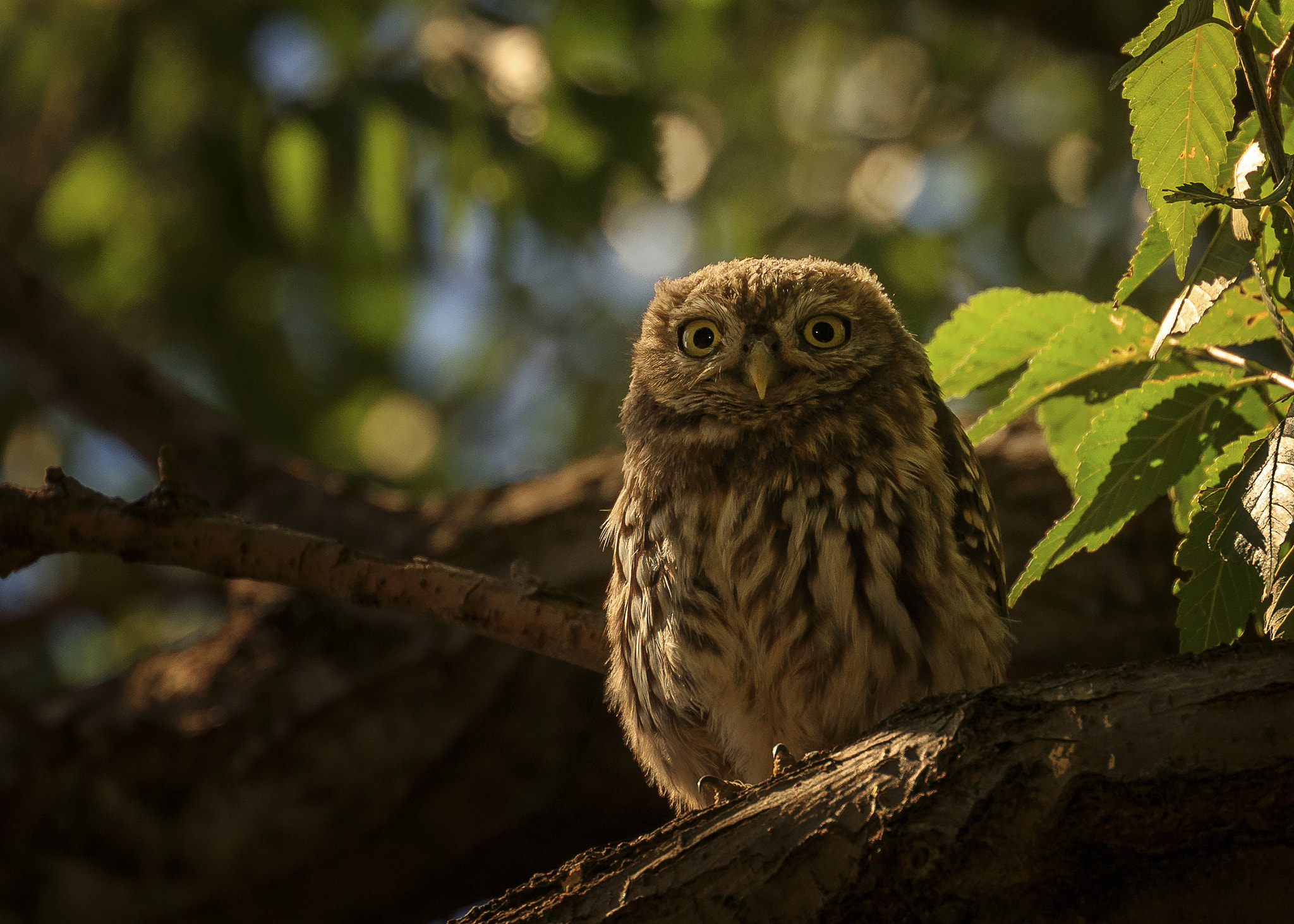 Canon EOS-1D X Mark II sample photo. Little owl photography