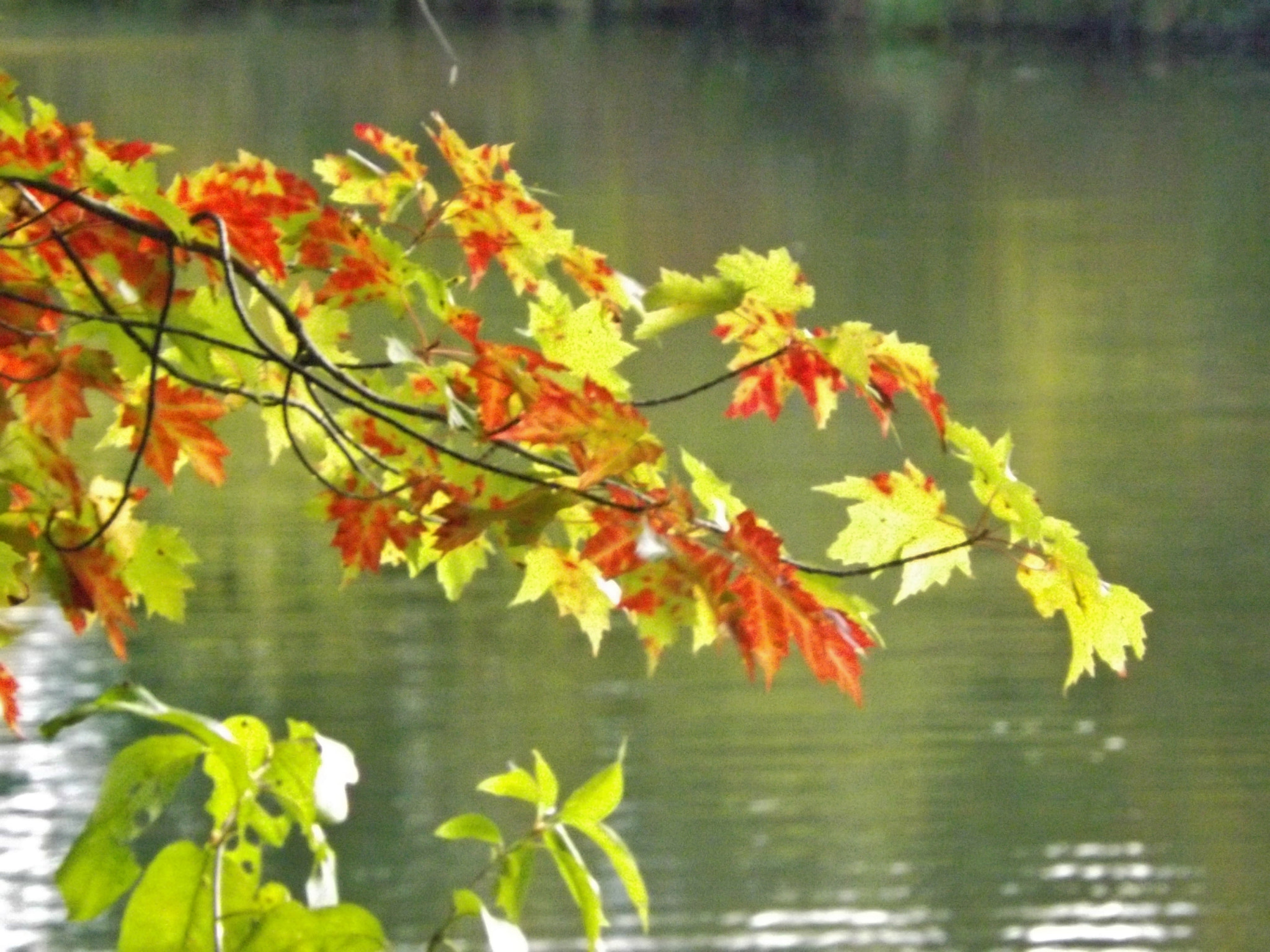 Fujifilm FinePix S4250/Walmart sample photo. Fall leaves photography