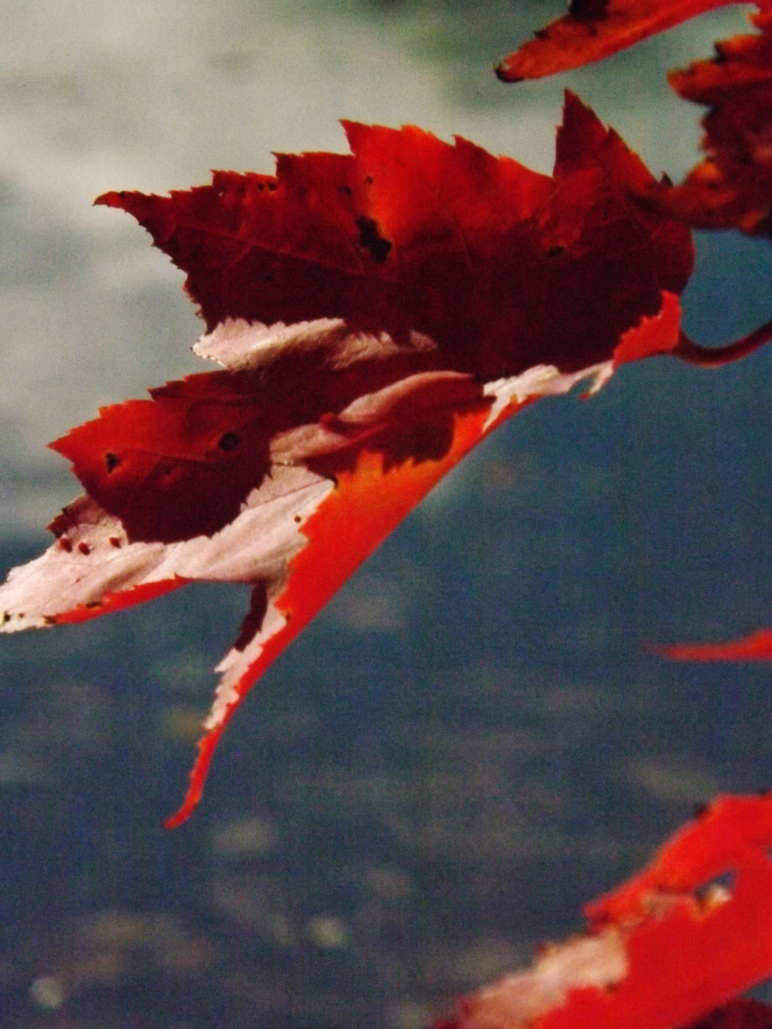 Fujifilm FinePix S4250/Walmart sample photo. Fall leaf photography