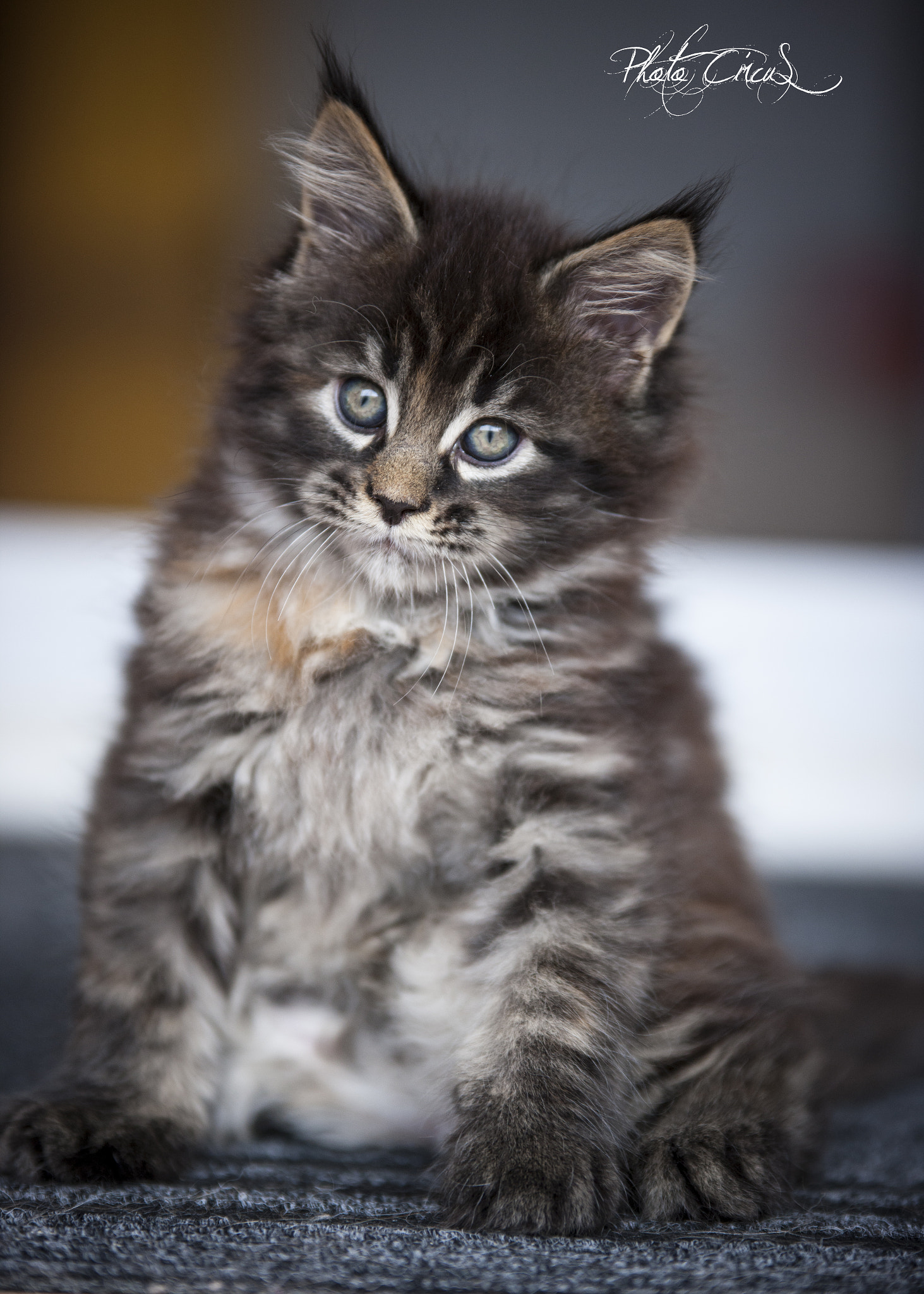 Sigma 70-200mm F2.8 EX DG OS HSM sample photo. Maine coon photography